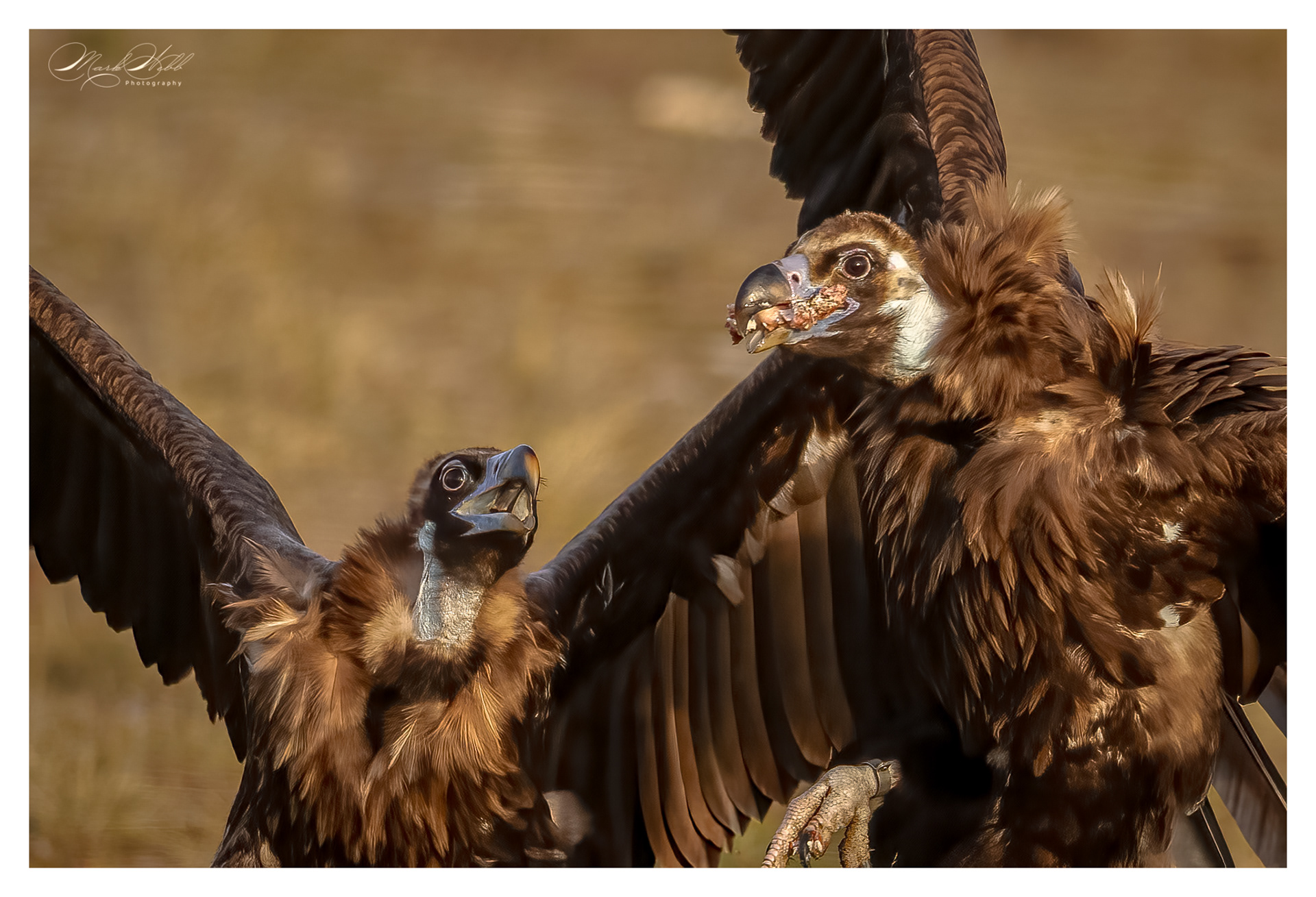 Black Vulture