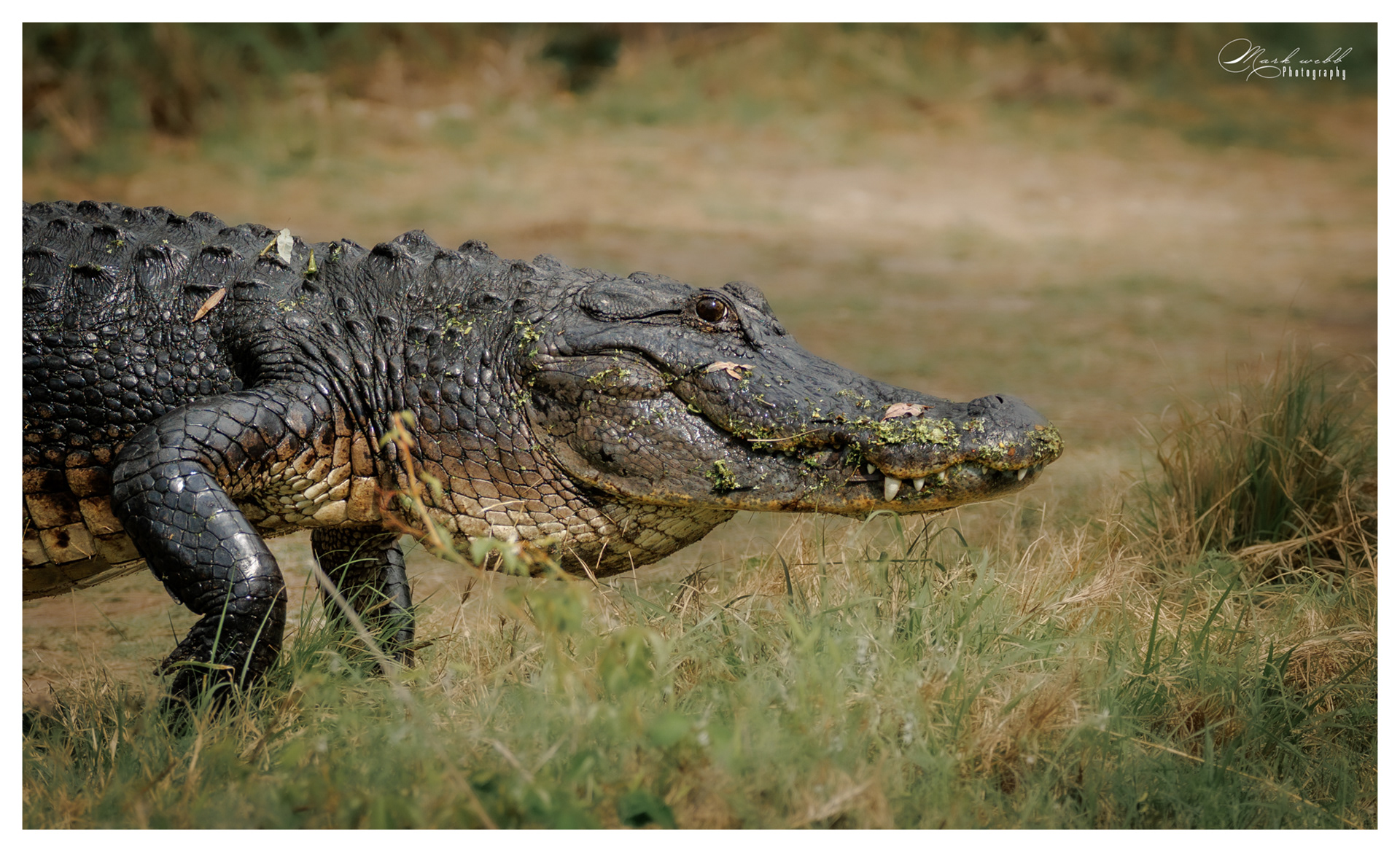 Alligator