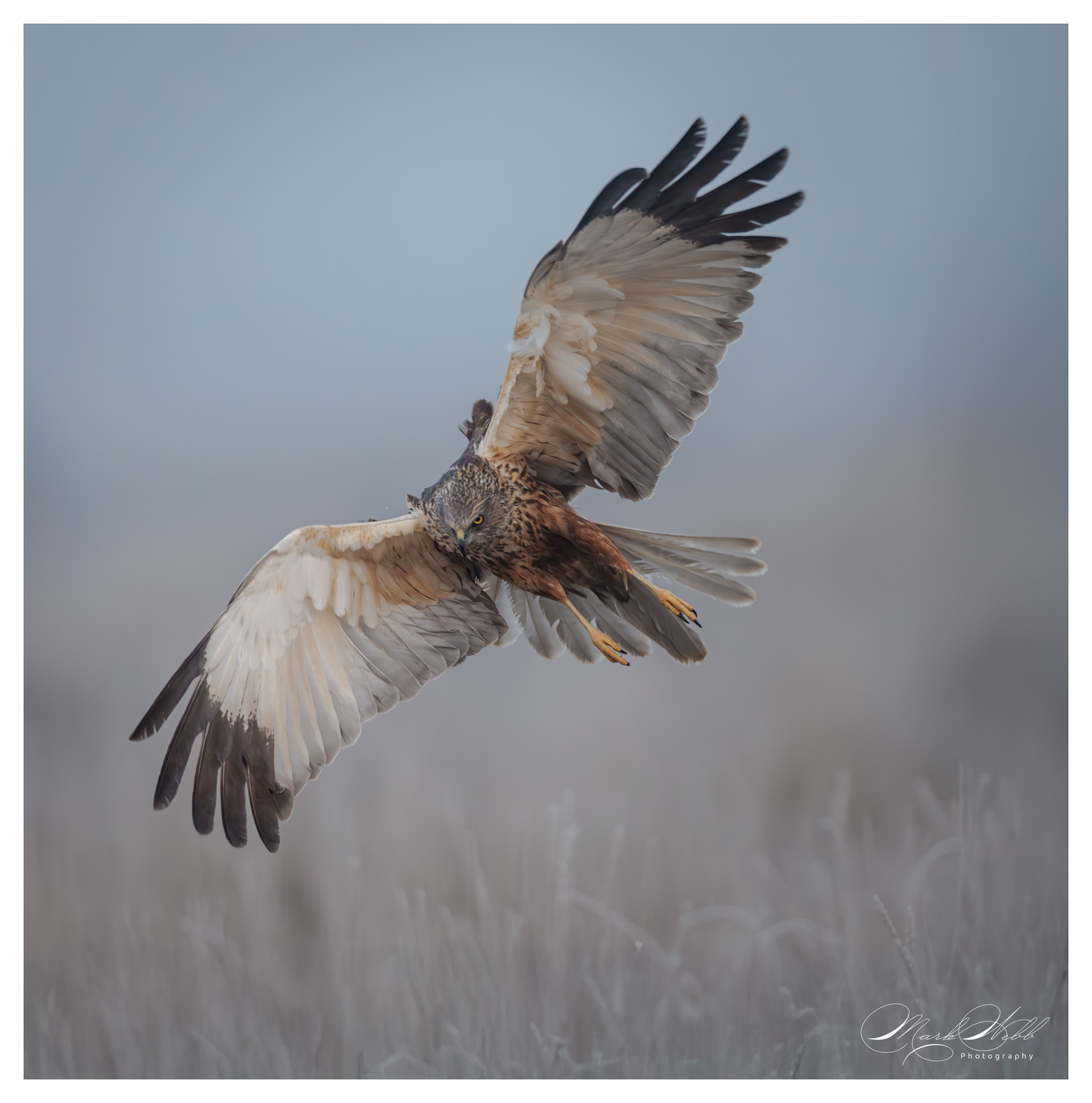 Marsh Harrier
