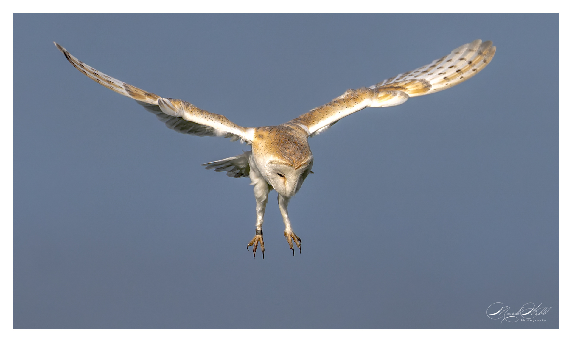Barn Owl Bempton Cliffs May 2023