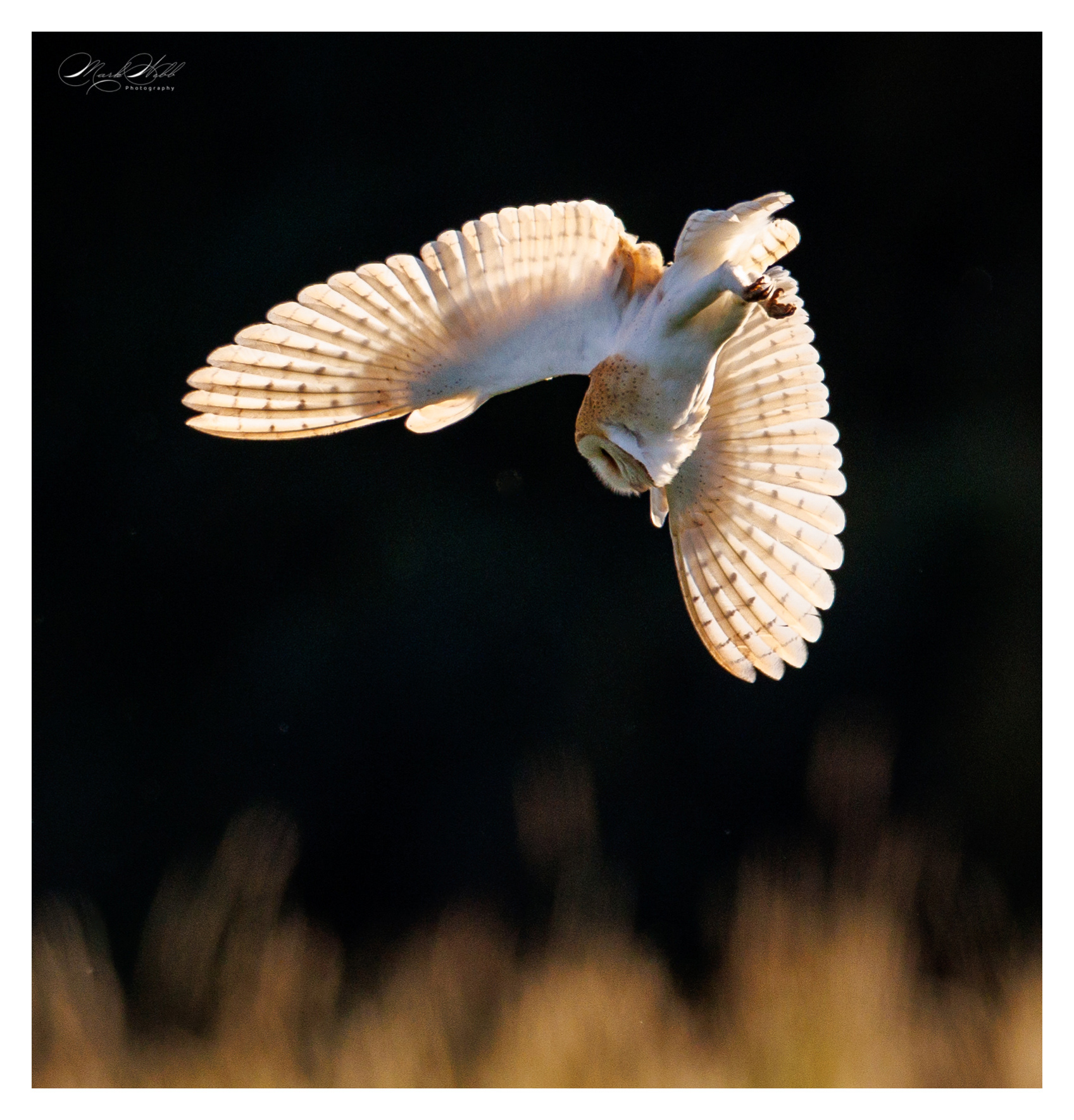 Barn Owl Summer Leys July 2024