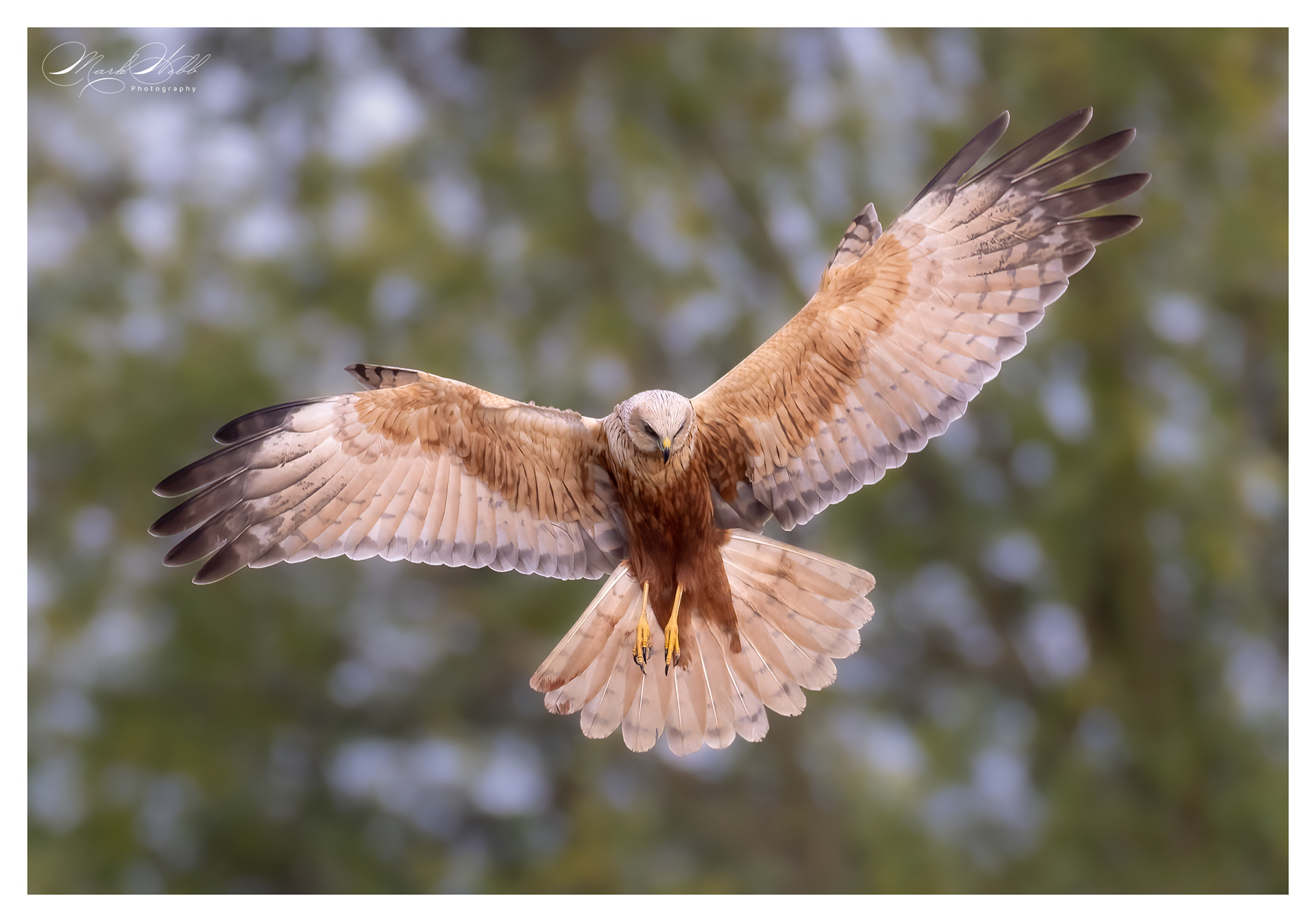 Marsh Harrier Fowlmere April 2024