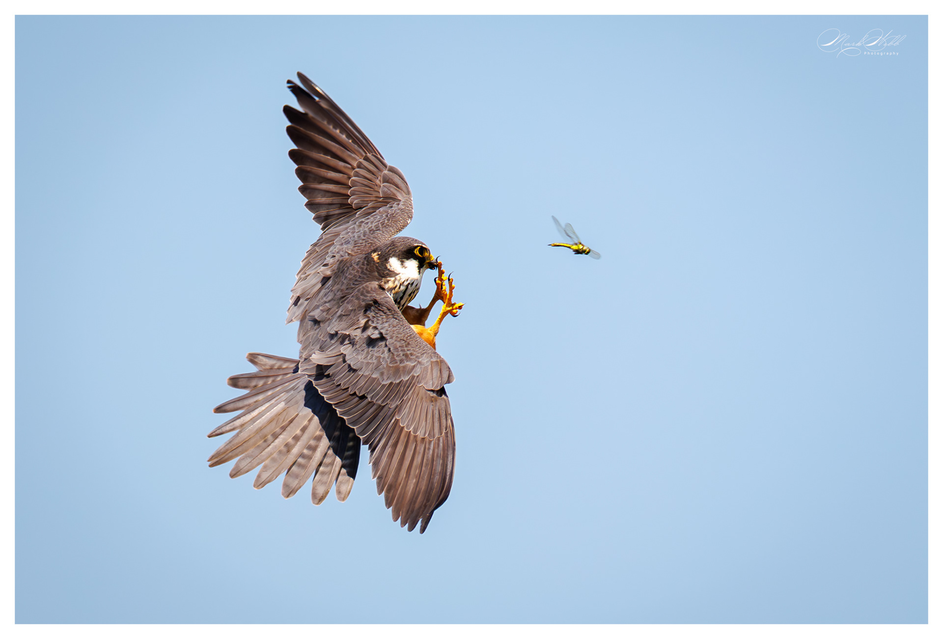 Hobby Stodmarsh May 2025