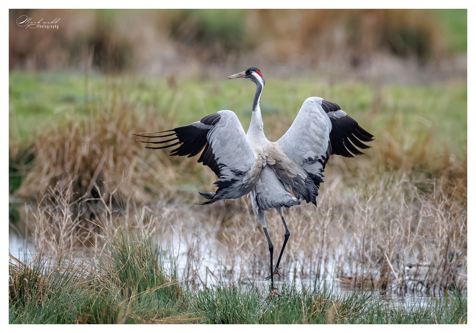 Cranes Willow Tree Fen March 2026