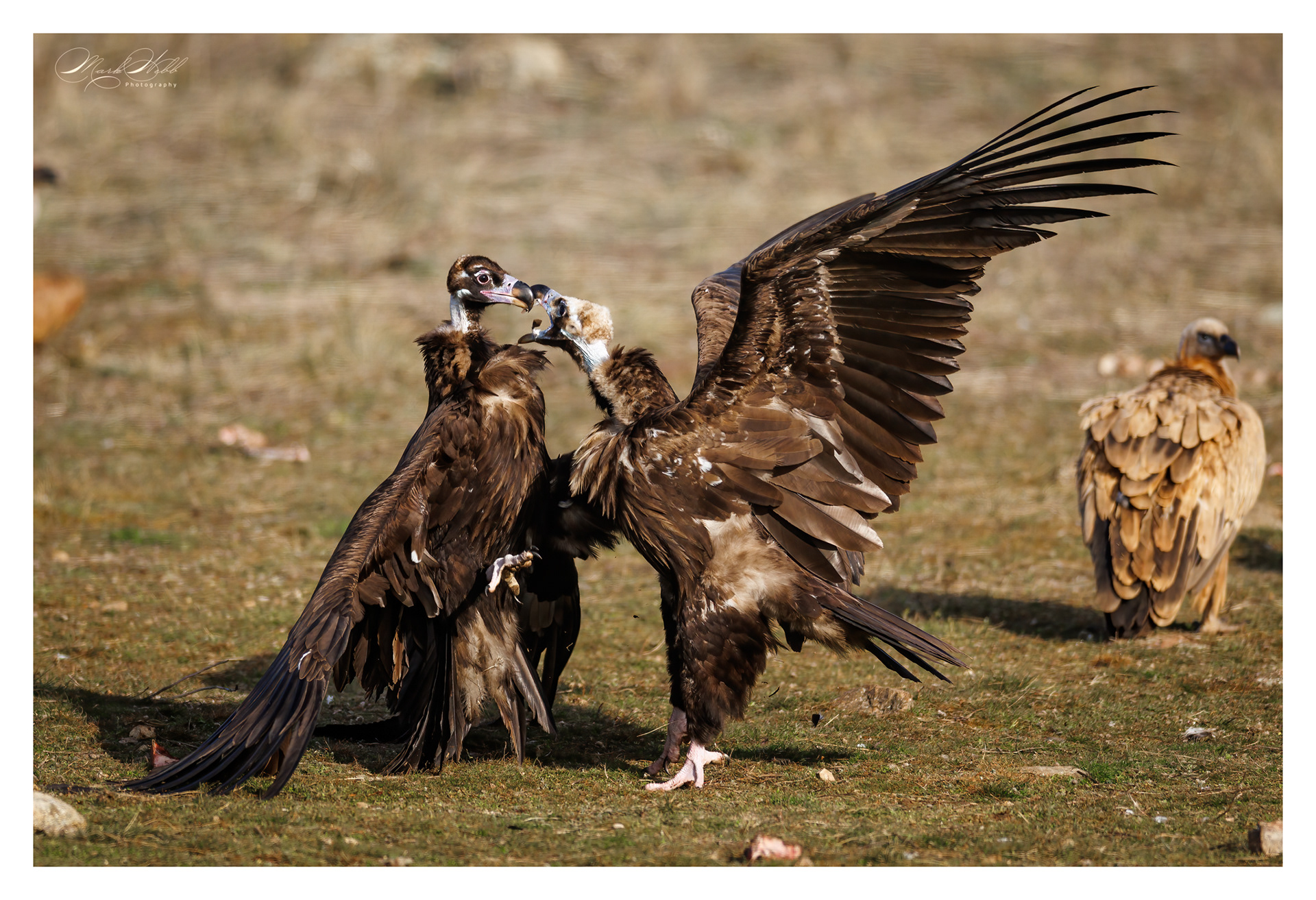 Black Vulture