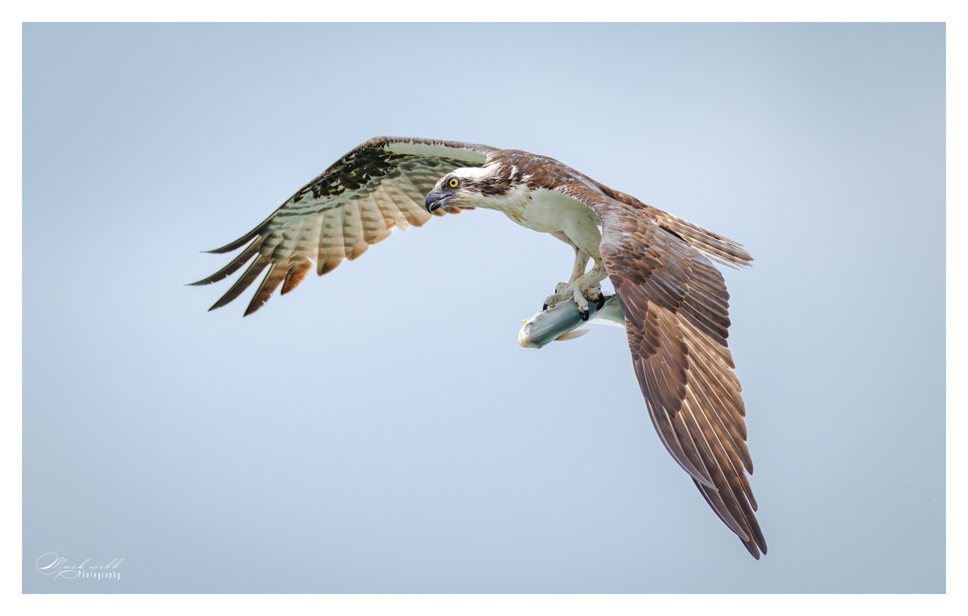 Osprey S Inlet