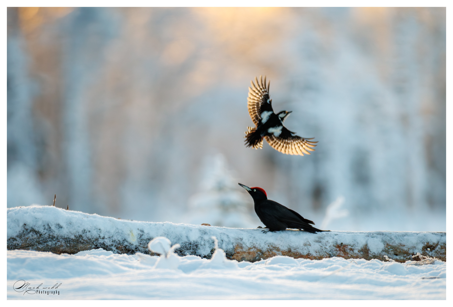 Black Woodpecker v Great Spotted WP