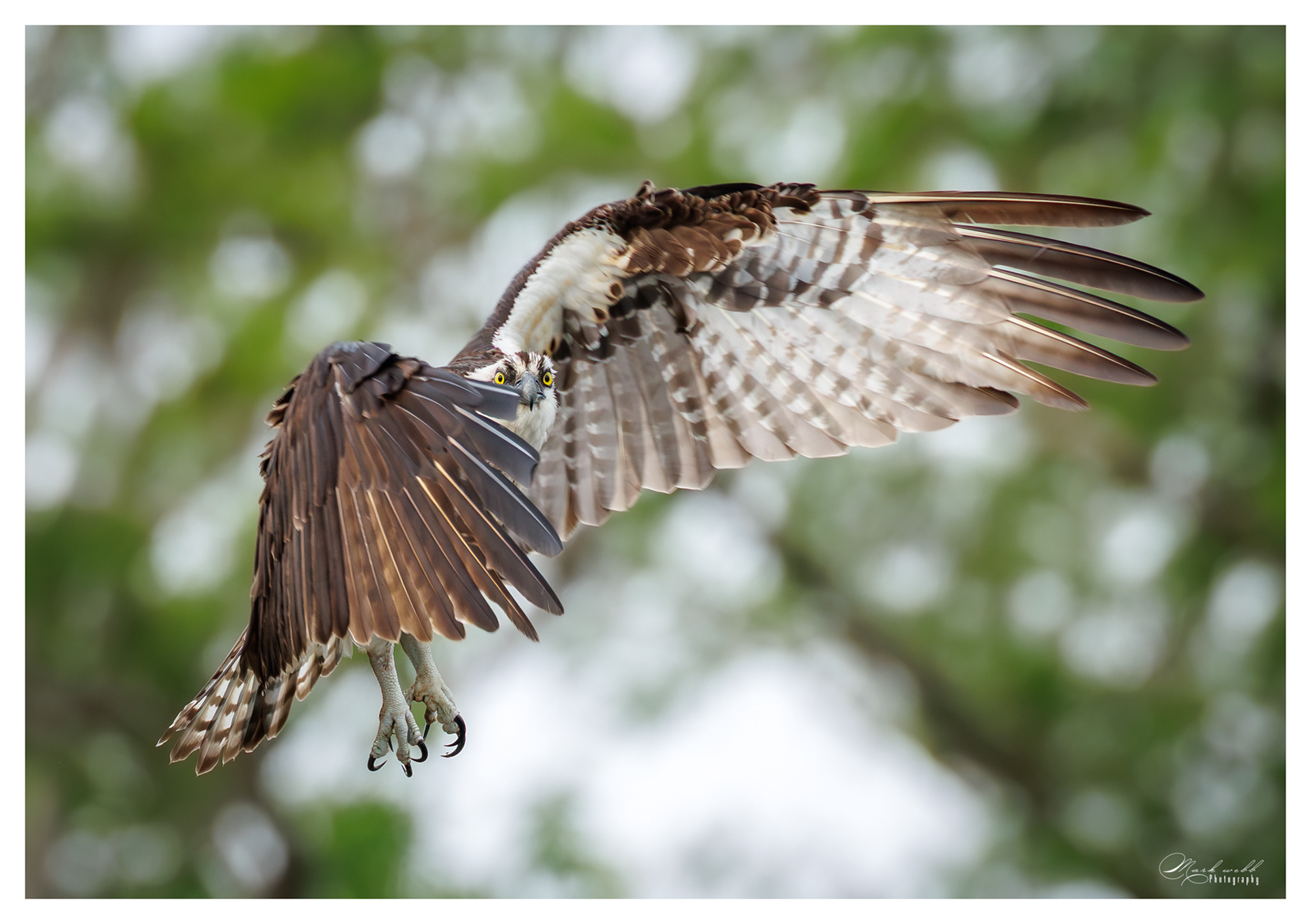 Osprey Blue Cypress Lake