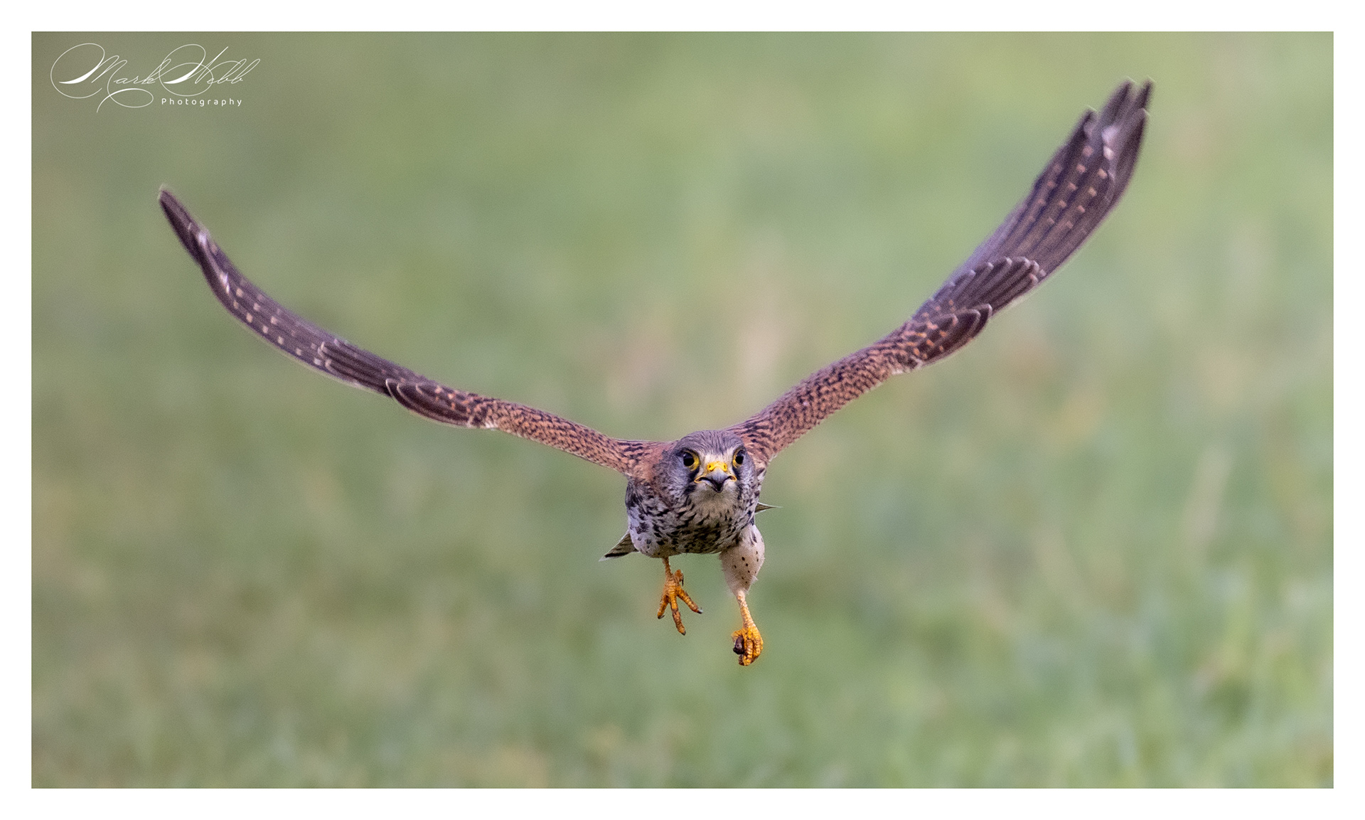 Kestrel Burwell Fen January 2024