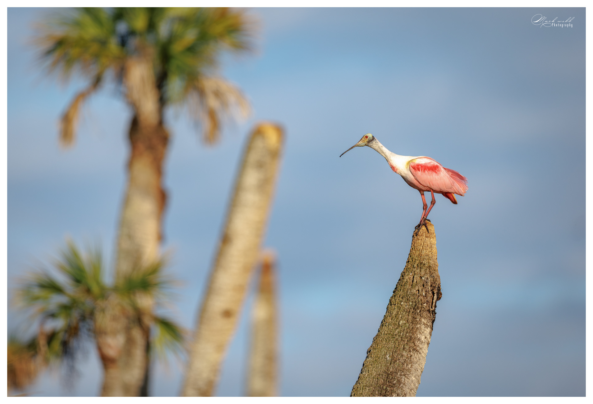 Roseatte Spoonbill