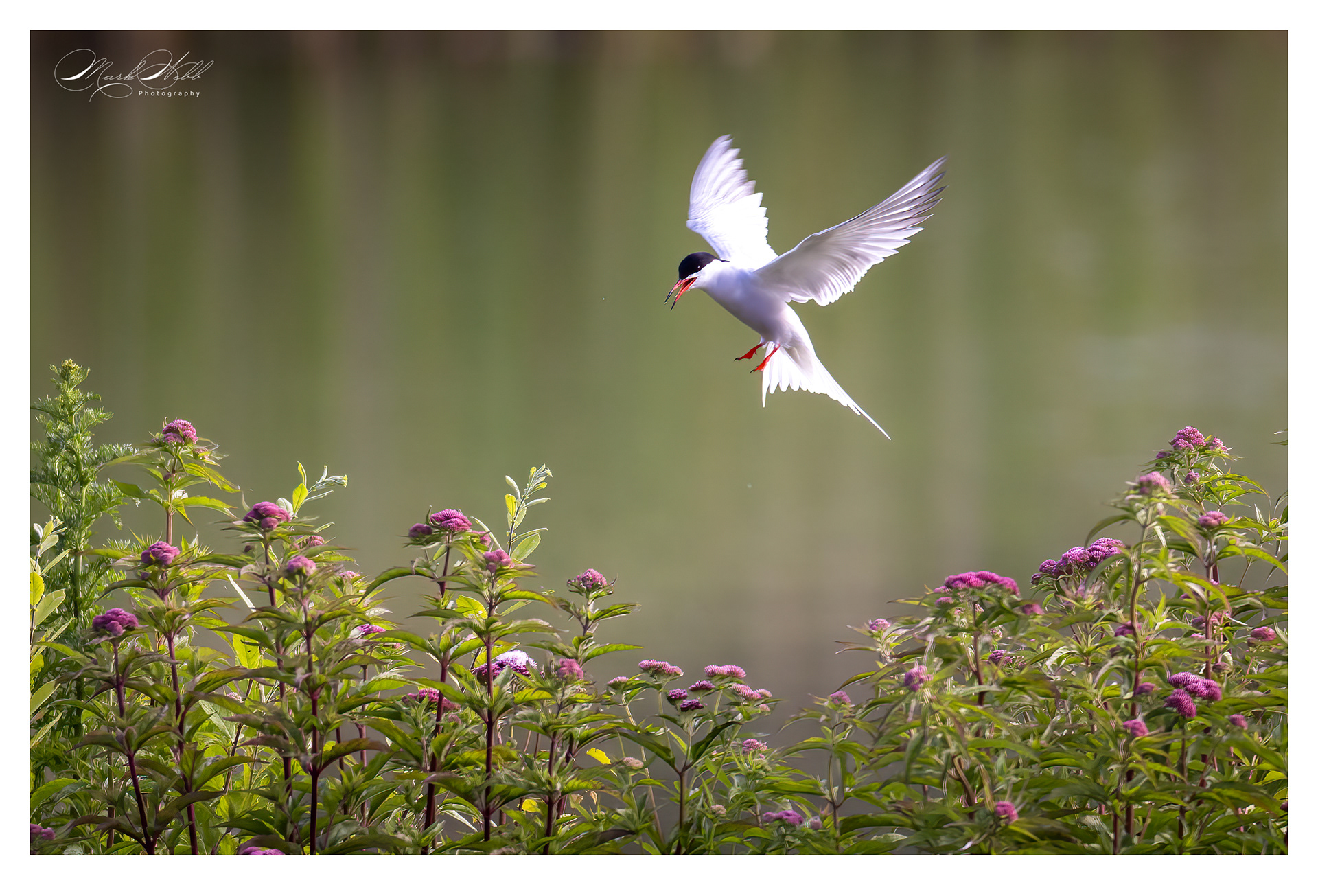 Tern Woodwalton June 2024