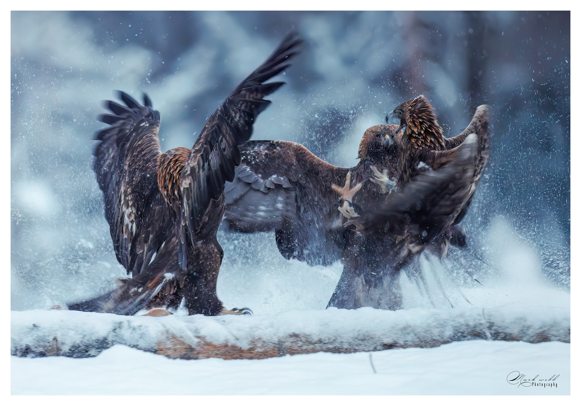Golden Eagle