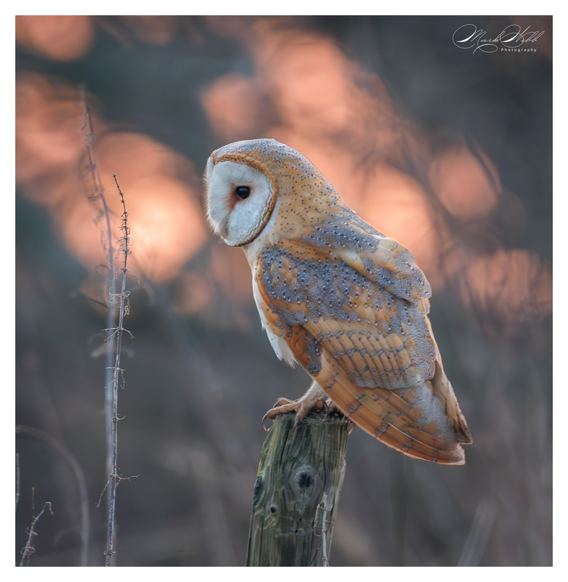 Barn Owl Whiston Lock March 2025