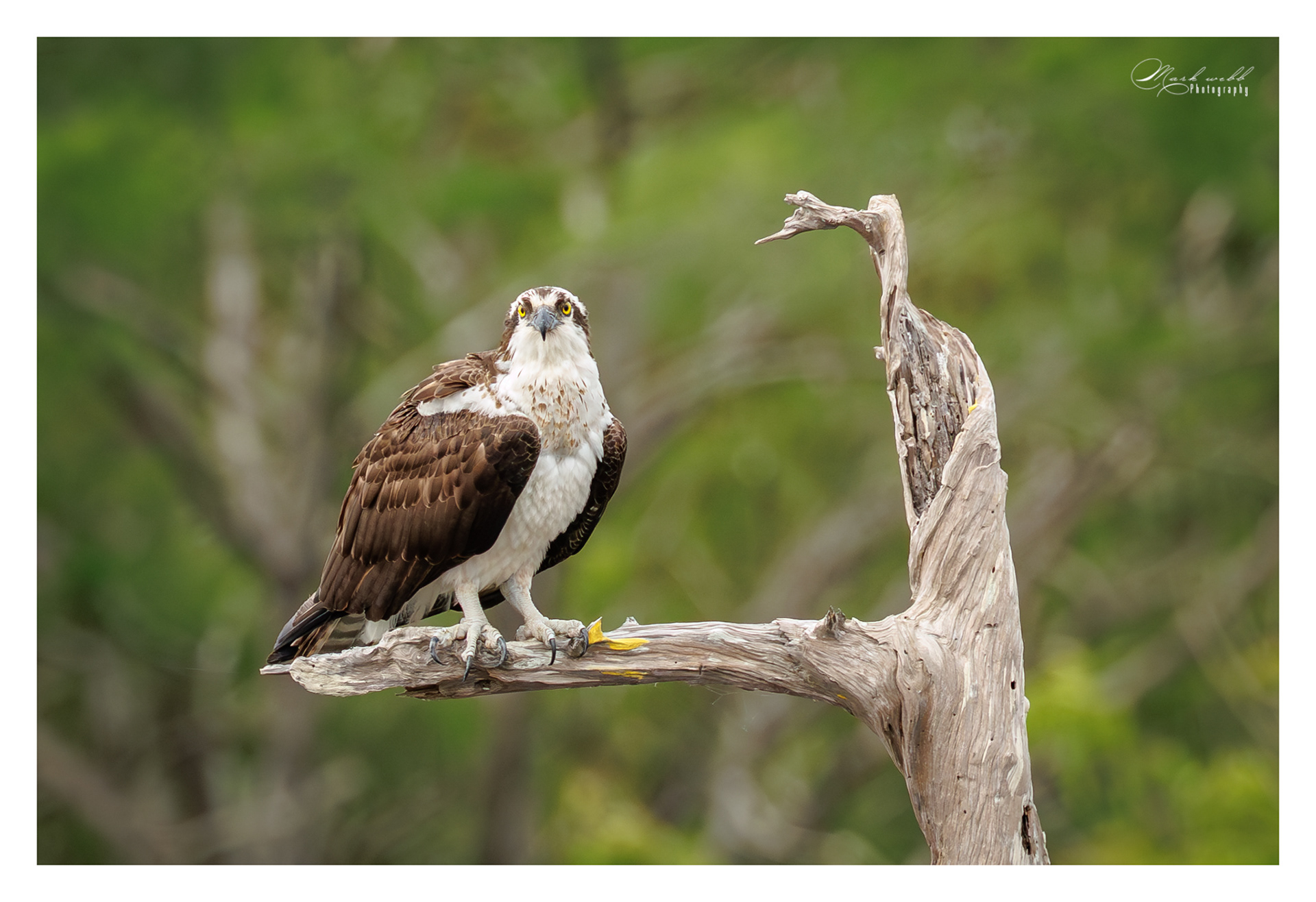 Osprey Blue Cypress Lake