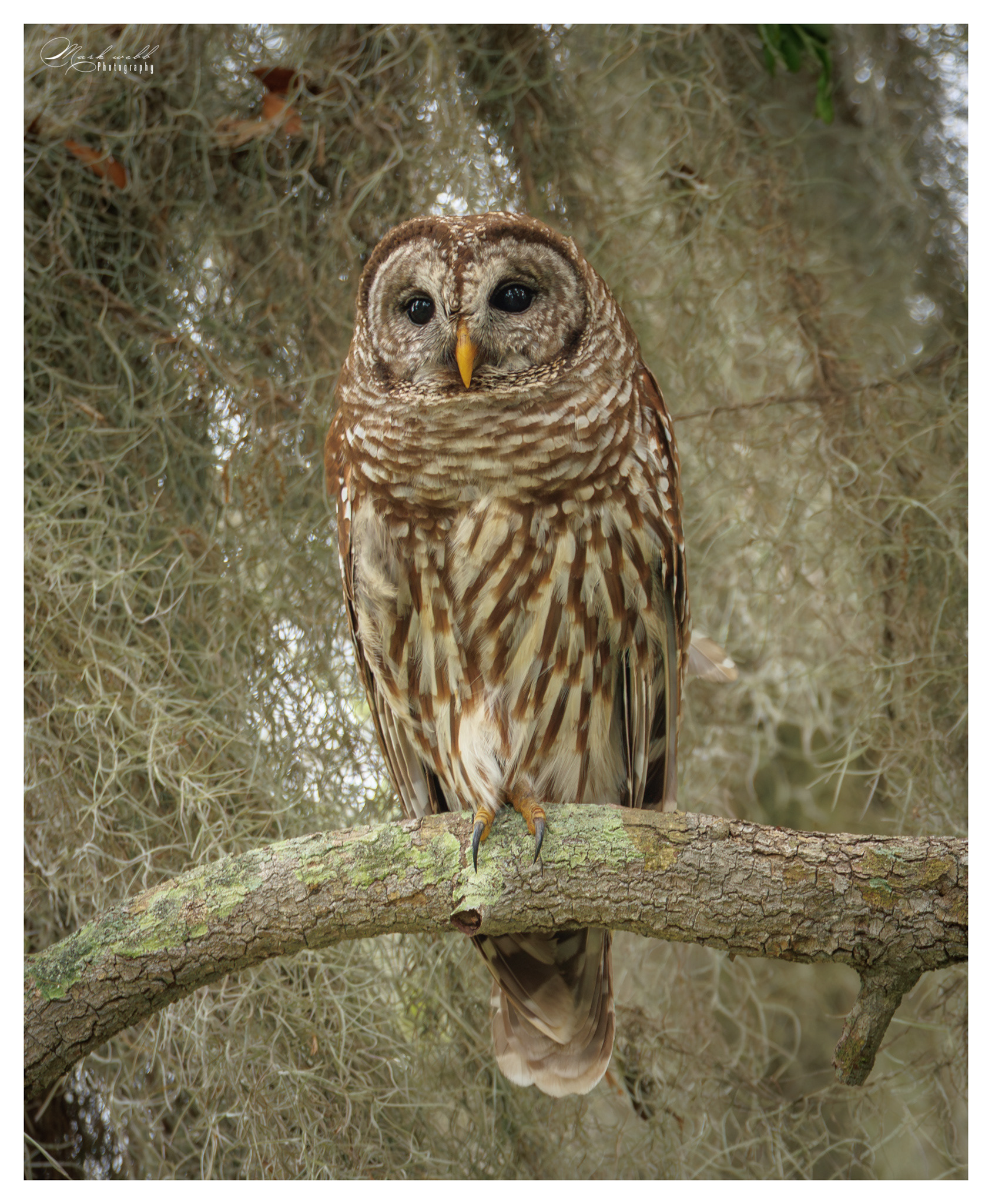 Barred Owl