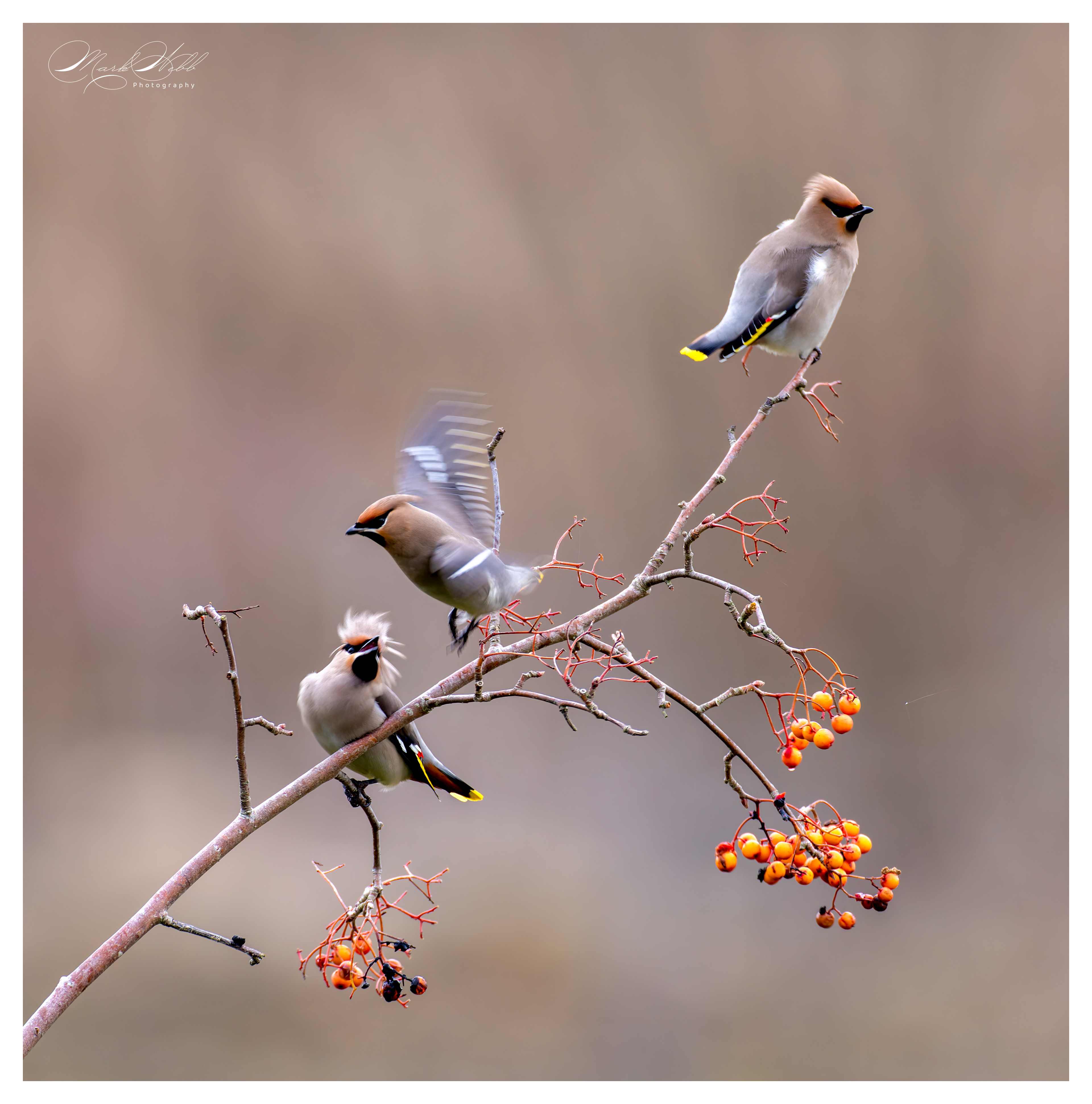 Waxwings Corby January 2024