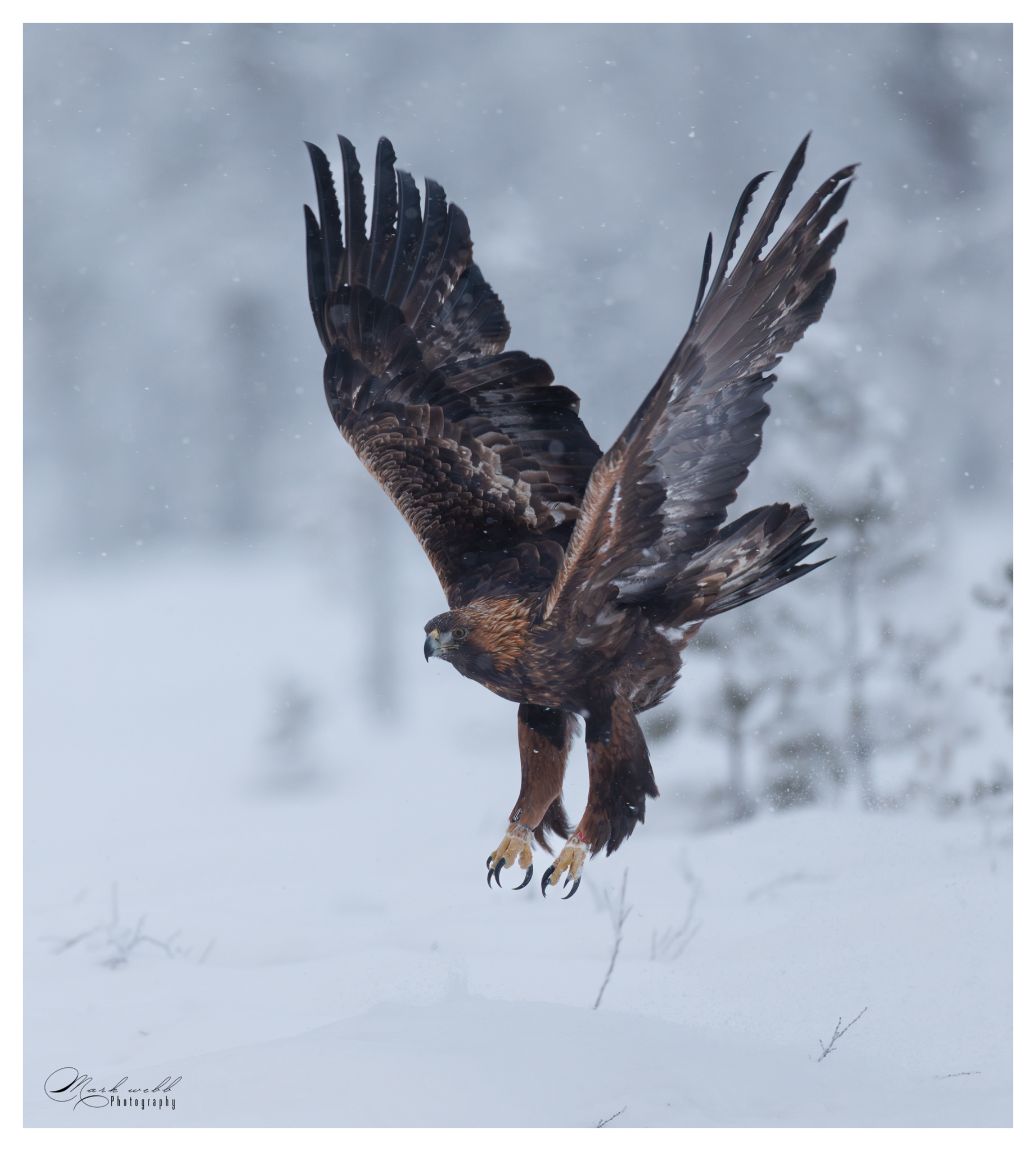 Golden Eagle
