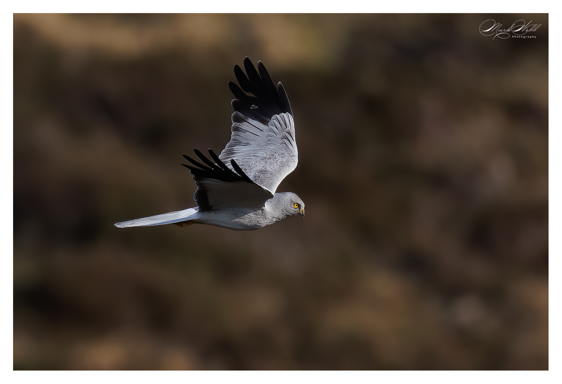 Male Hen Harrier