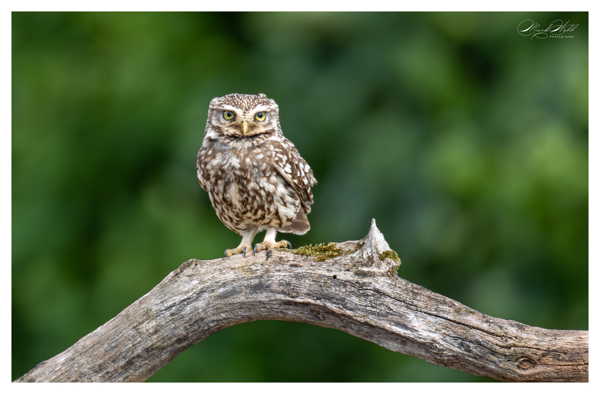 Little Owl Holdenby Estate July 2025