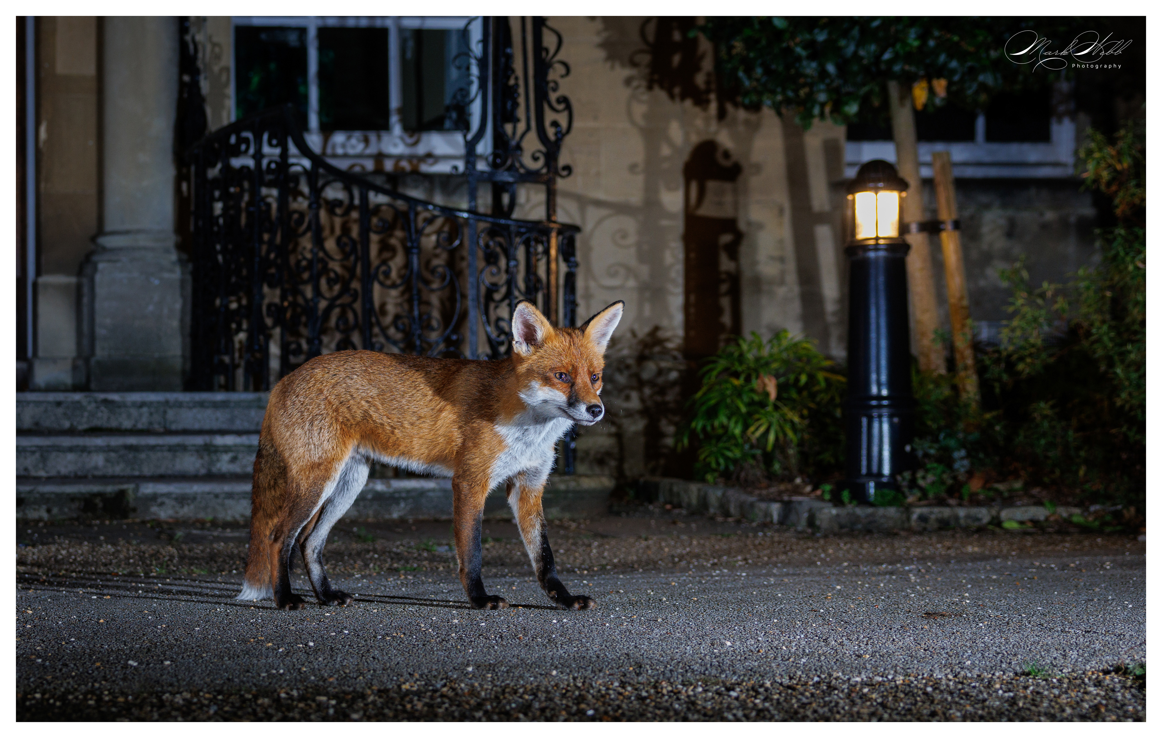 Bristol Foxes September 2024