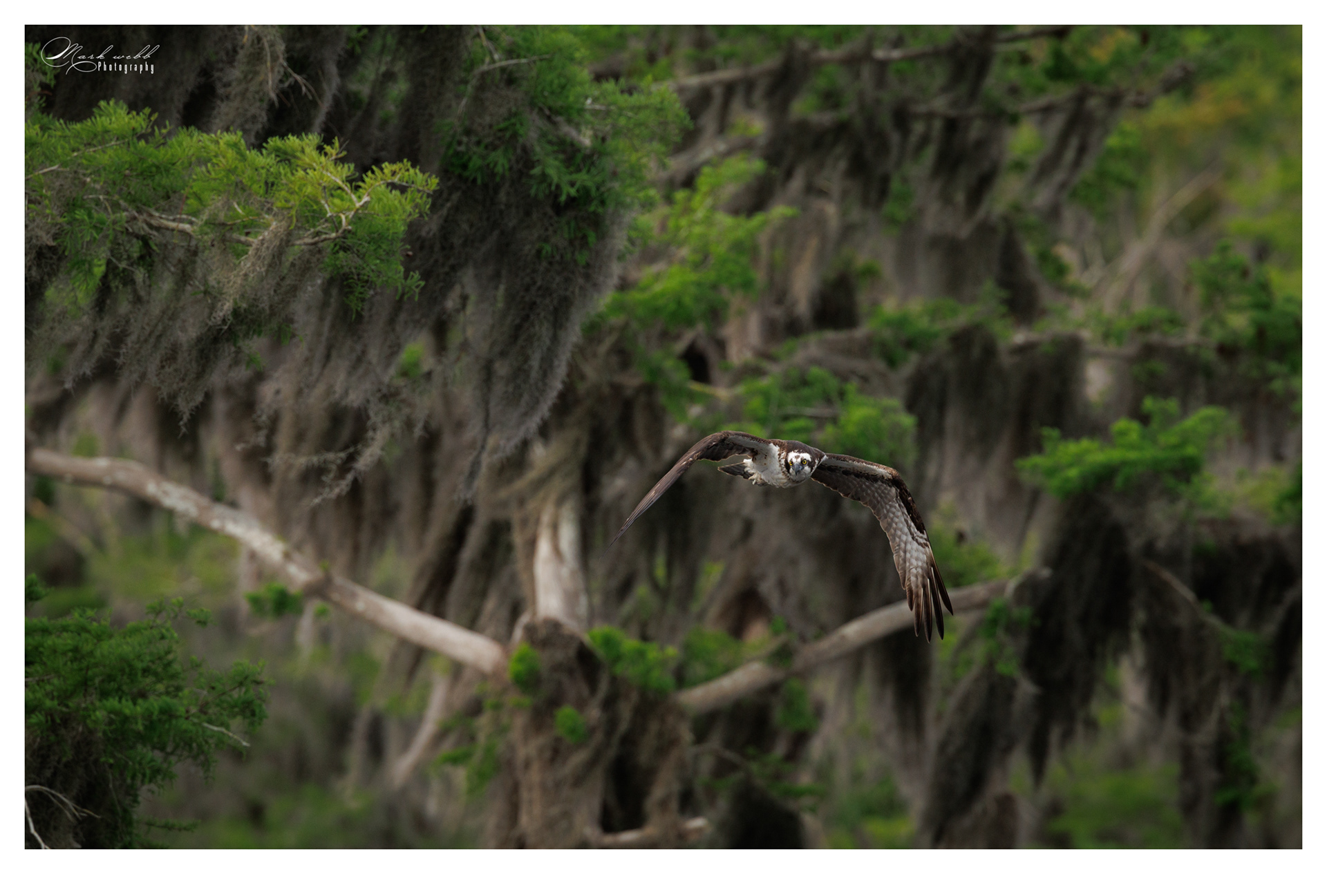 Osprey Blue Cypress Lake