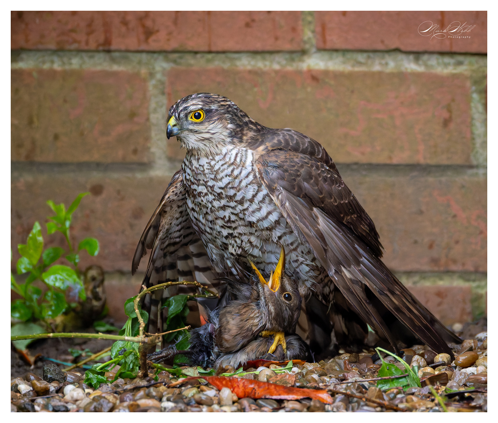Sparrowhawk Garden April 2024