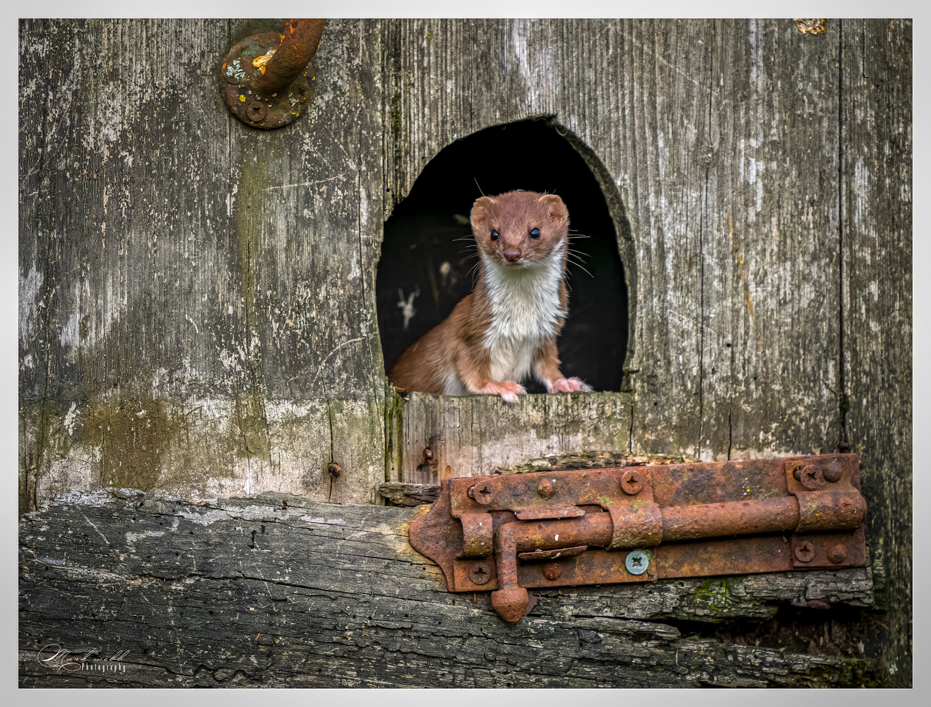 Weasel Wildlife Hides November 2025