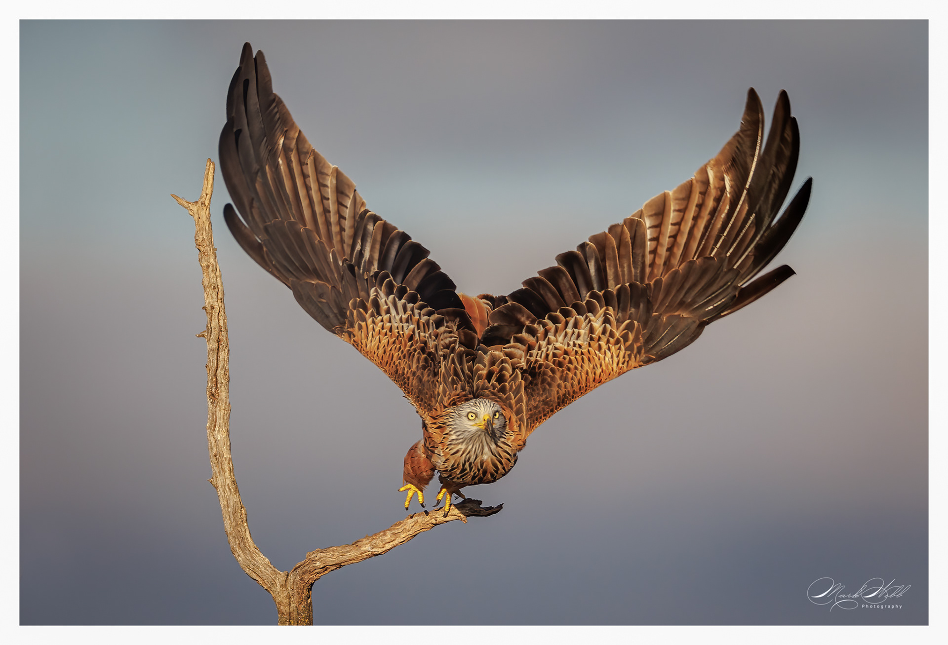 Red Kite