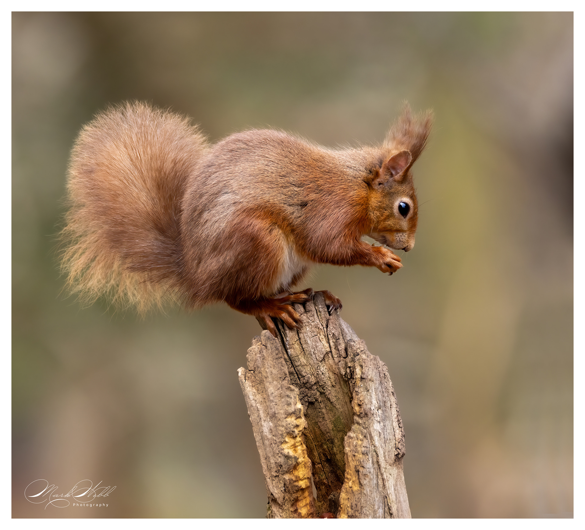 Red Squirrell Brownsea Island March 2024