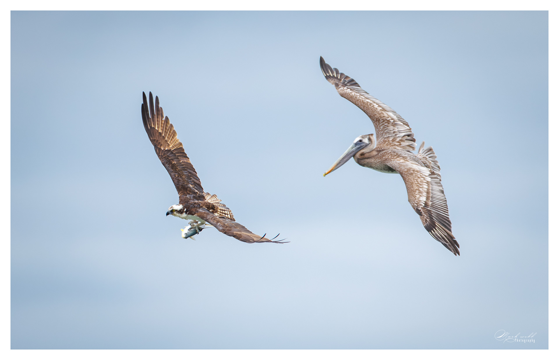  Pelican v Osprey S Inlet