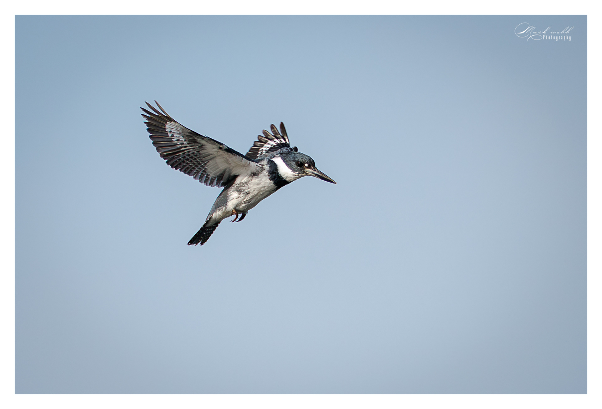 Belted Kingfisher Orland Wetlands
