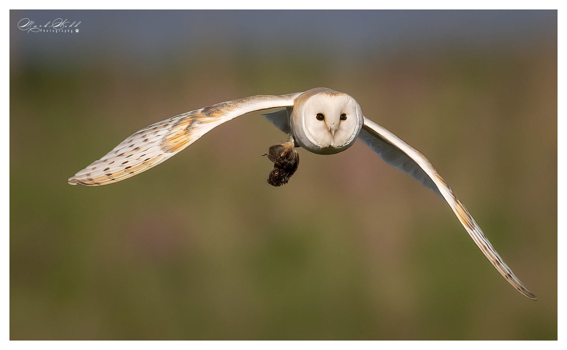 Barn Owl Bempton Cliffs May 2023