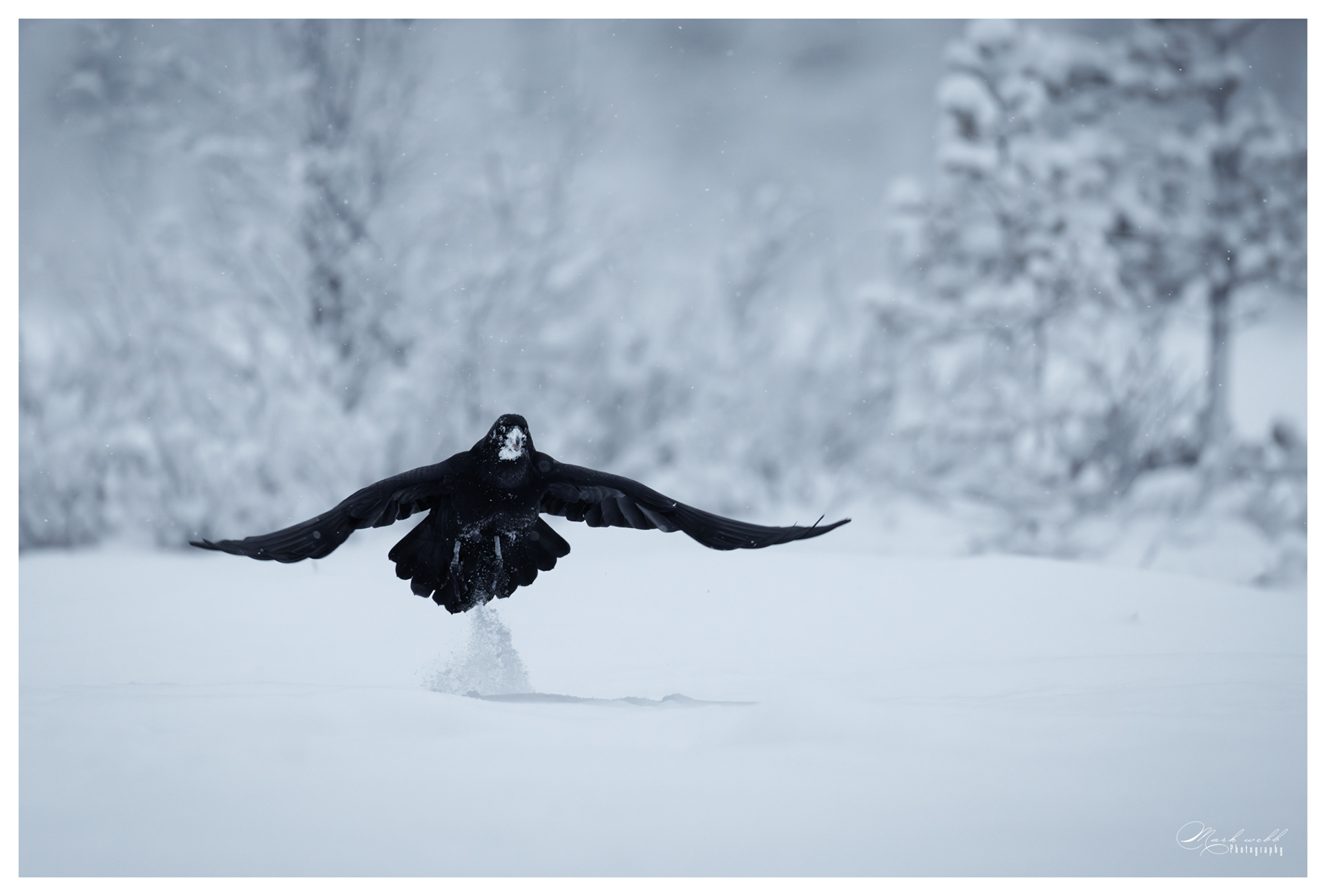 Raven