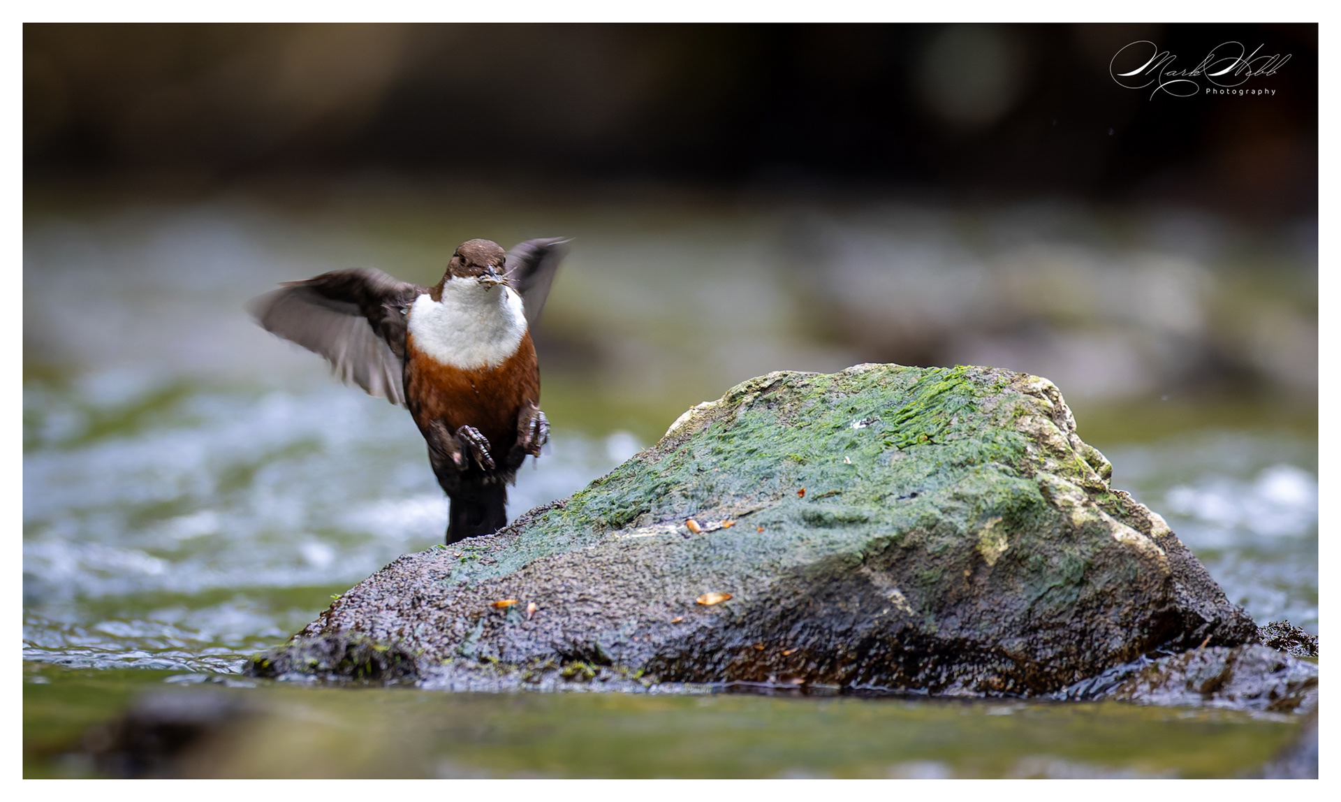Dipper Millers Dale April 2024