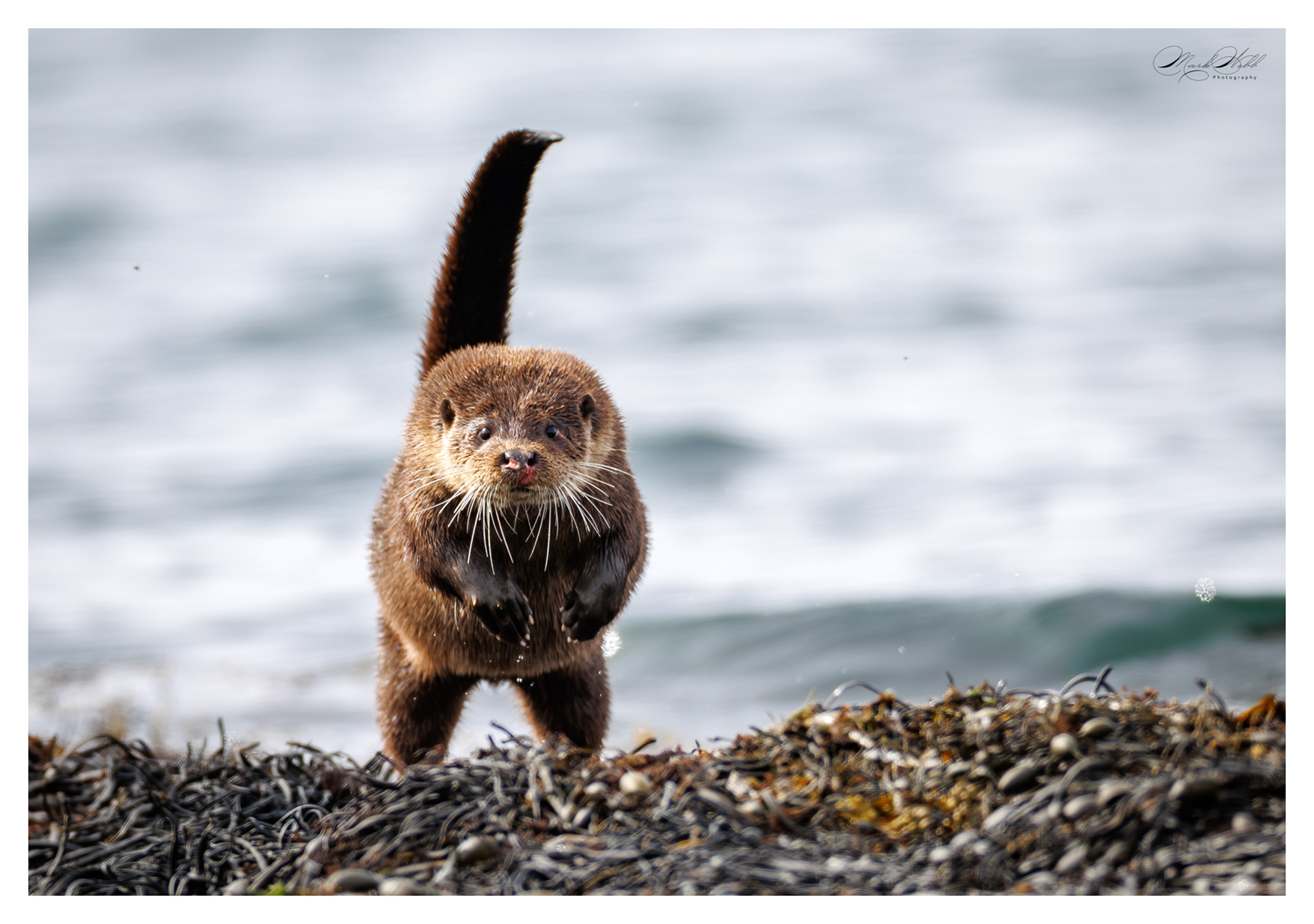 Fat Freddy Otter