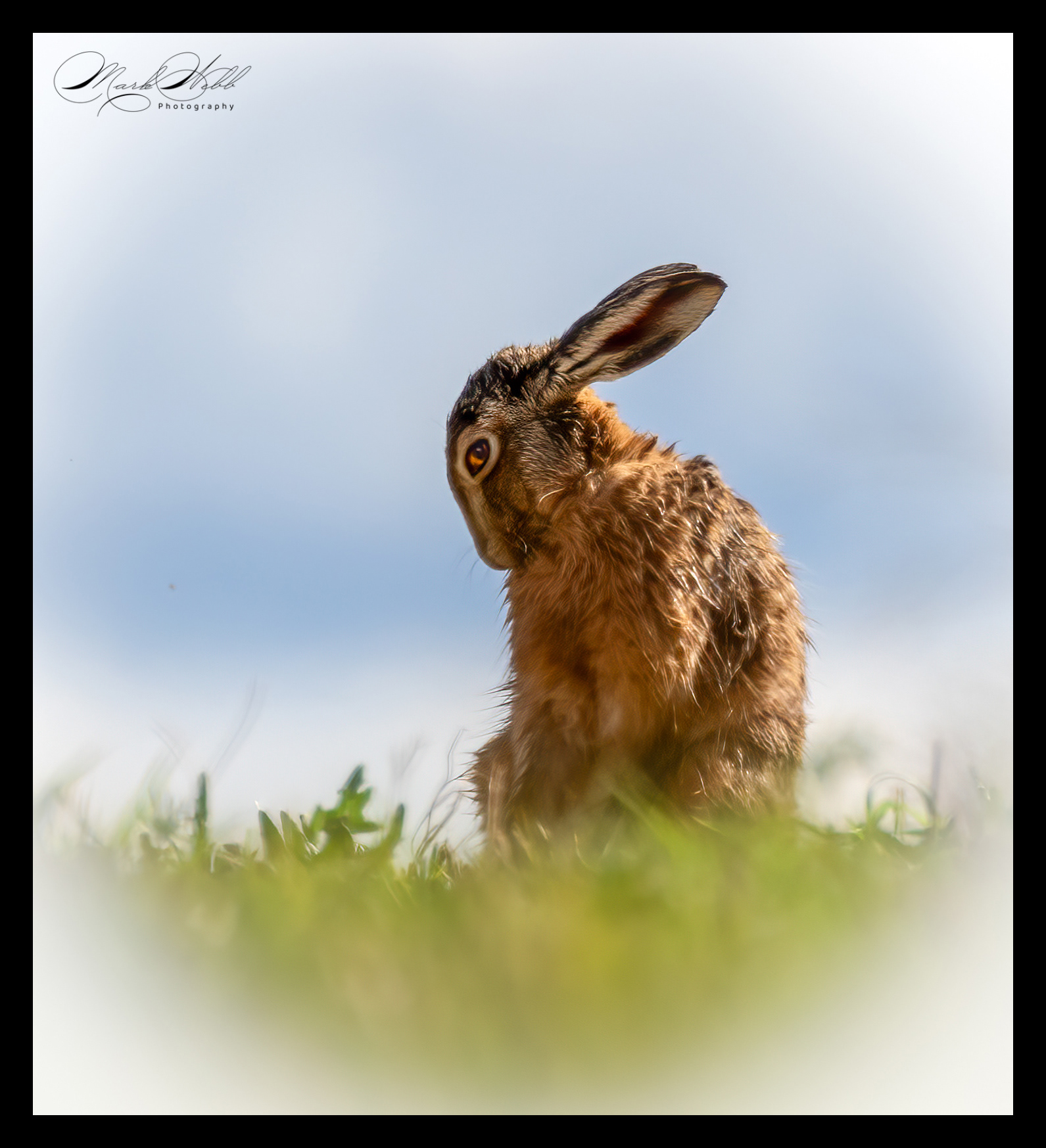 Lincolnshire Hares March 2024