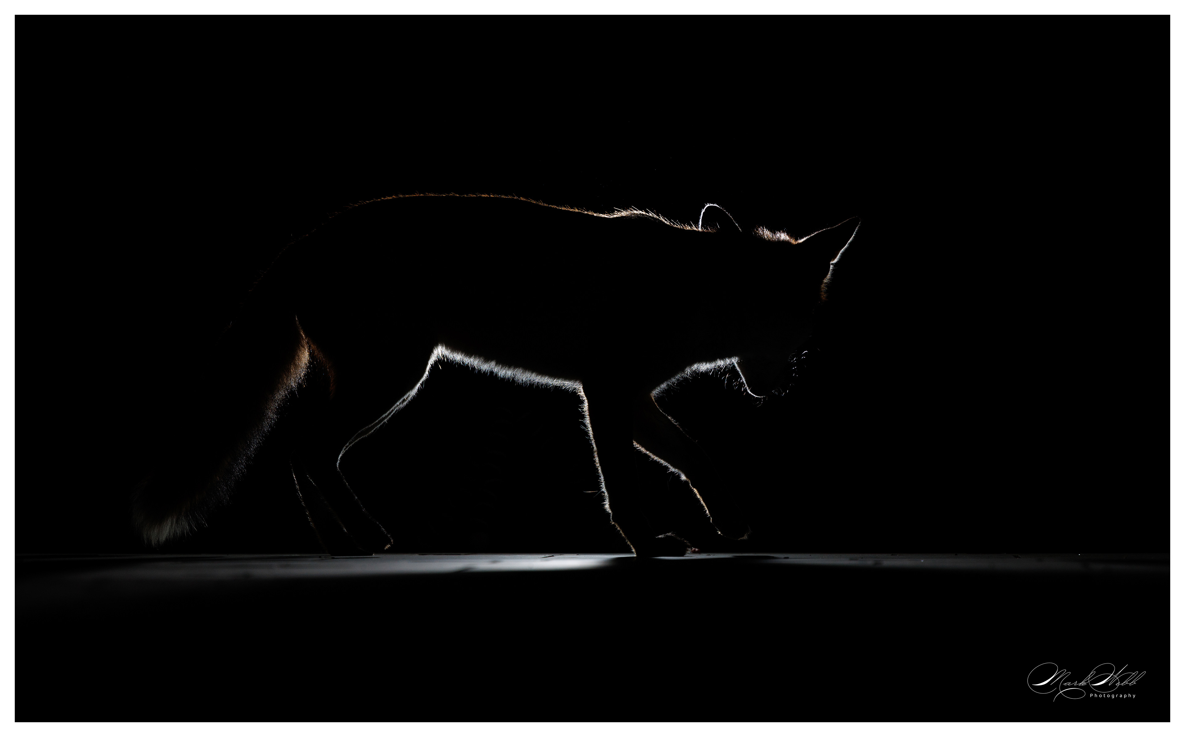 Bristol Foxes September 2024