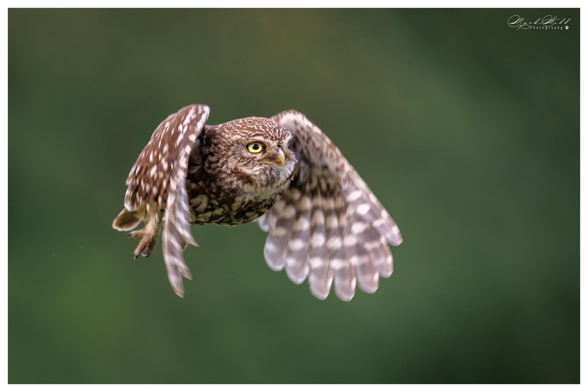 Little Owl Holdenby Estate July 2026
