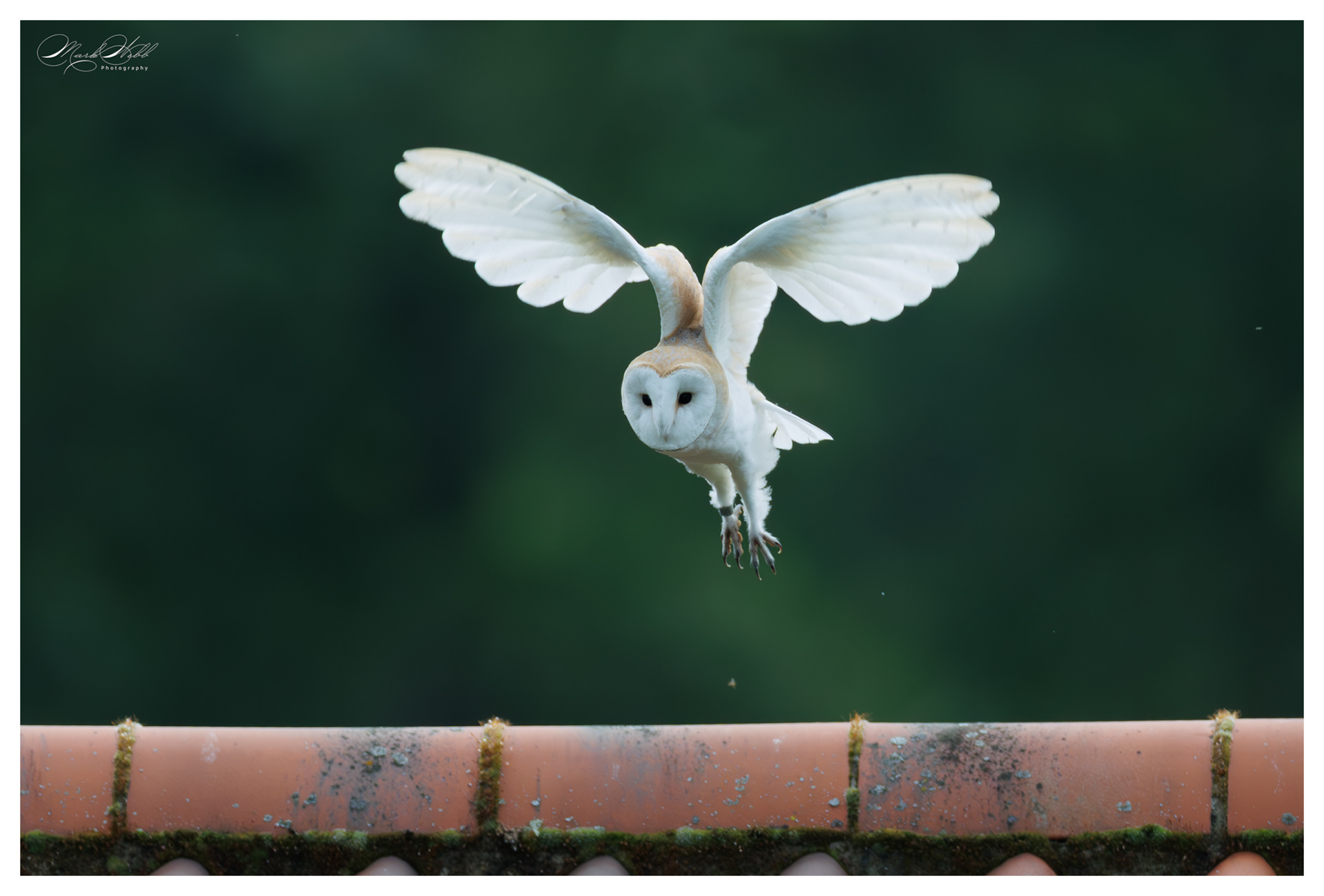 Barn Owl Sculthorpe July 2025