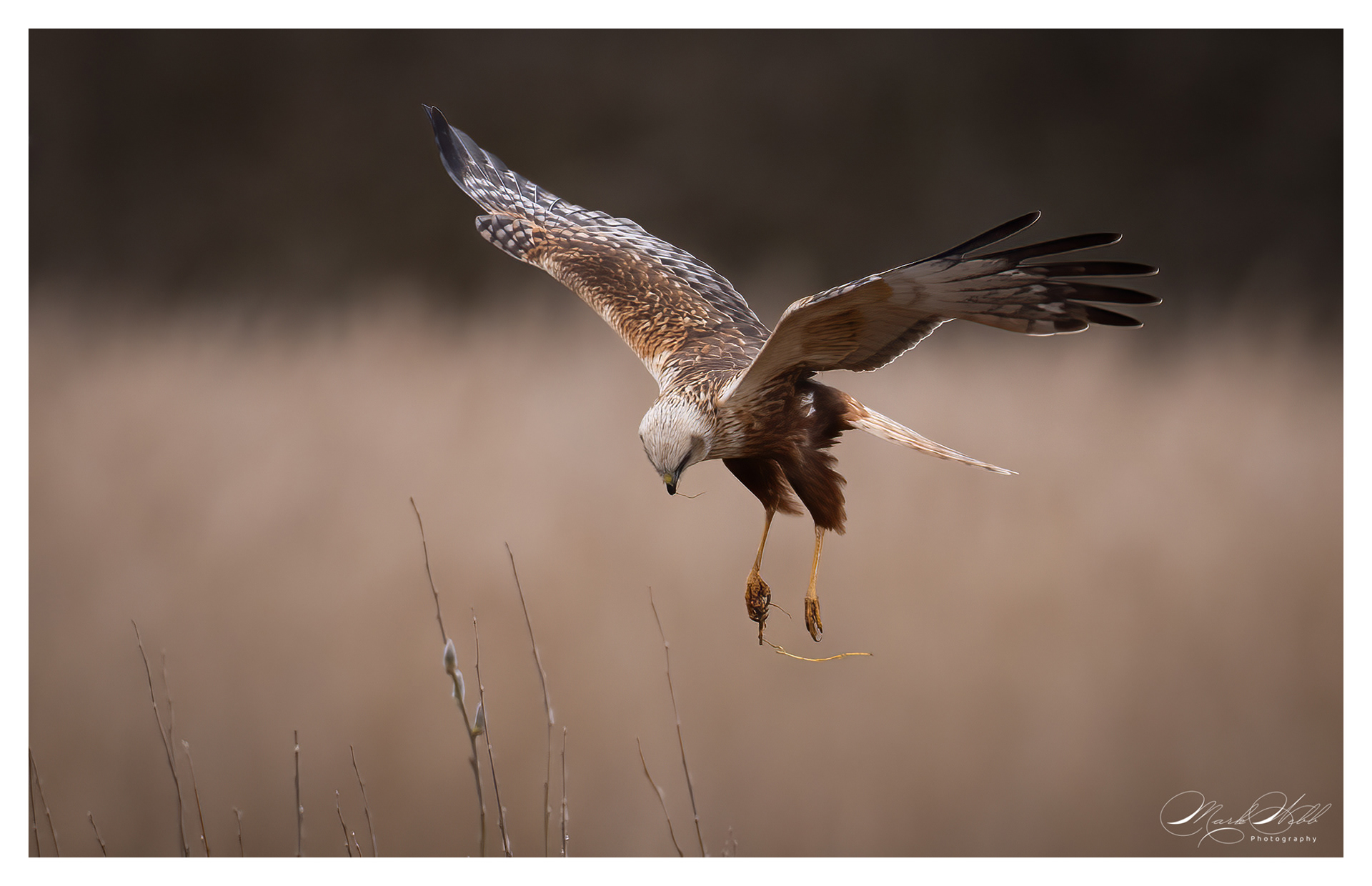 Marsh Harrier Fowlmere March 2024