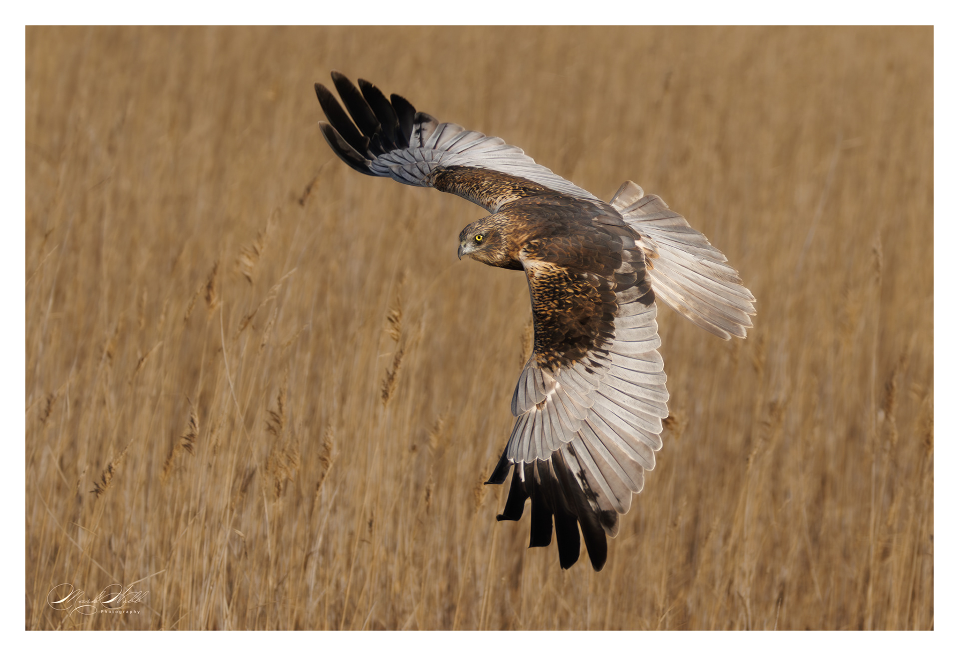 Marsh Harrier