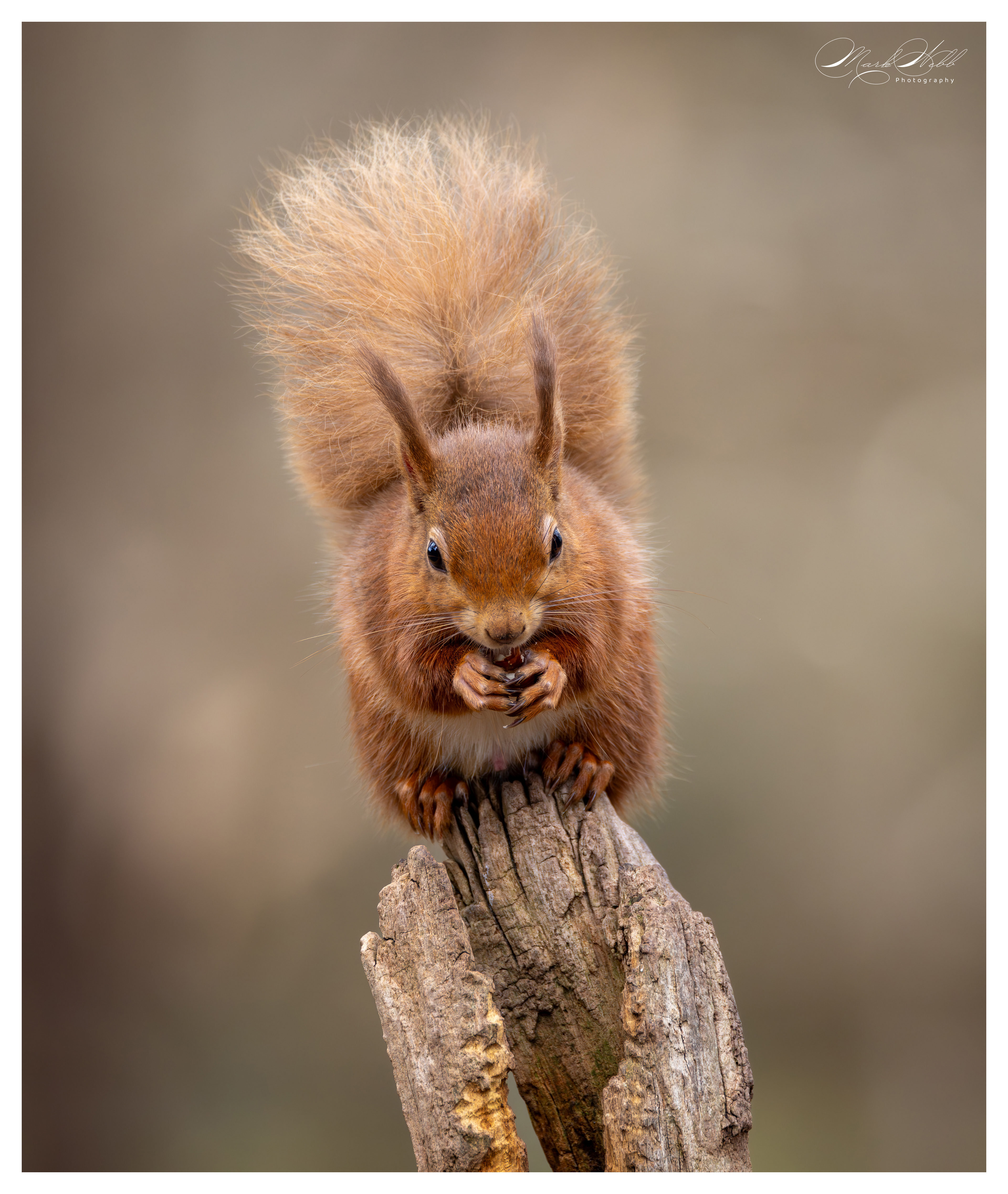 Red Squirrell Brownsea Island March 2024