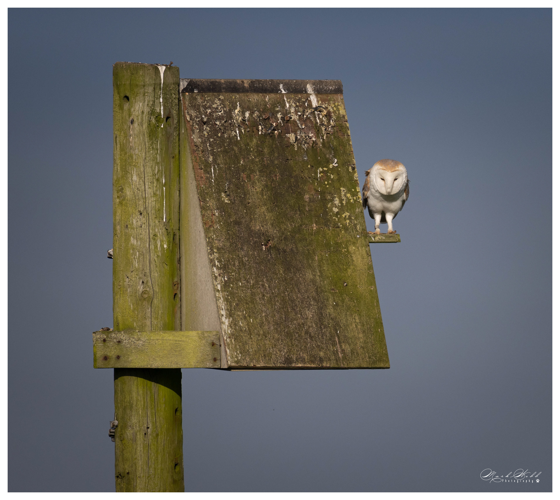 Barn Owl Bempton Cliffs May 2023