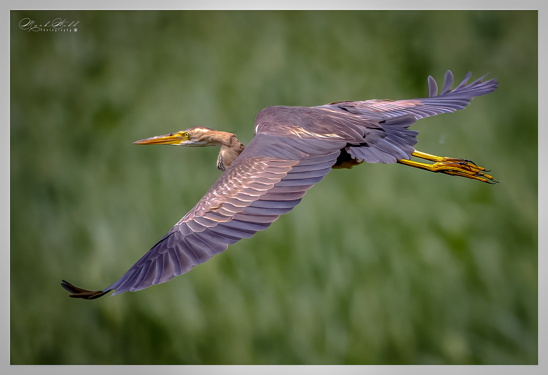 Purple Heron Summer Leys June 2023