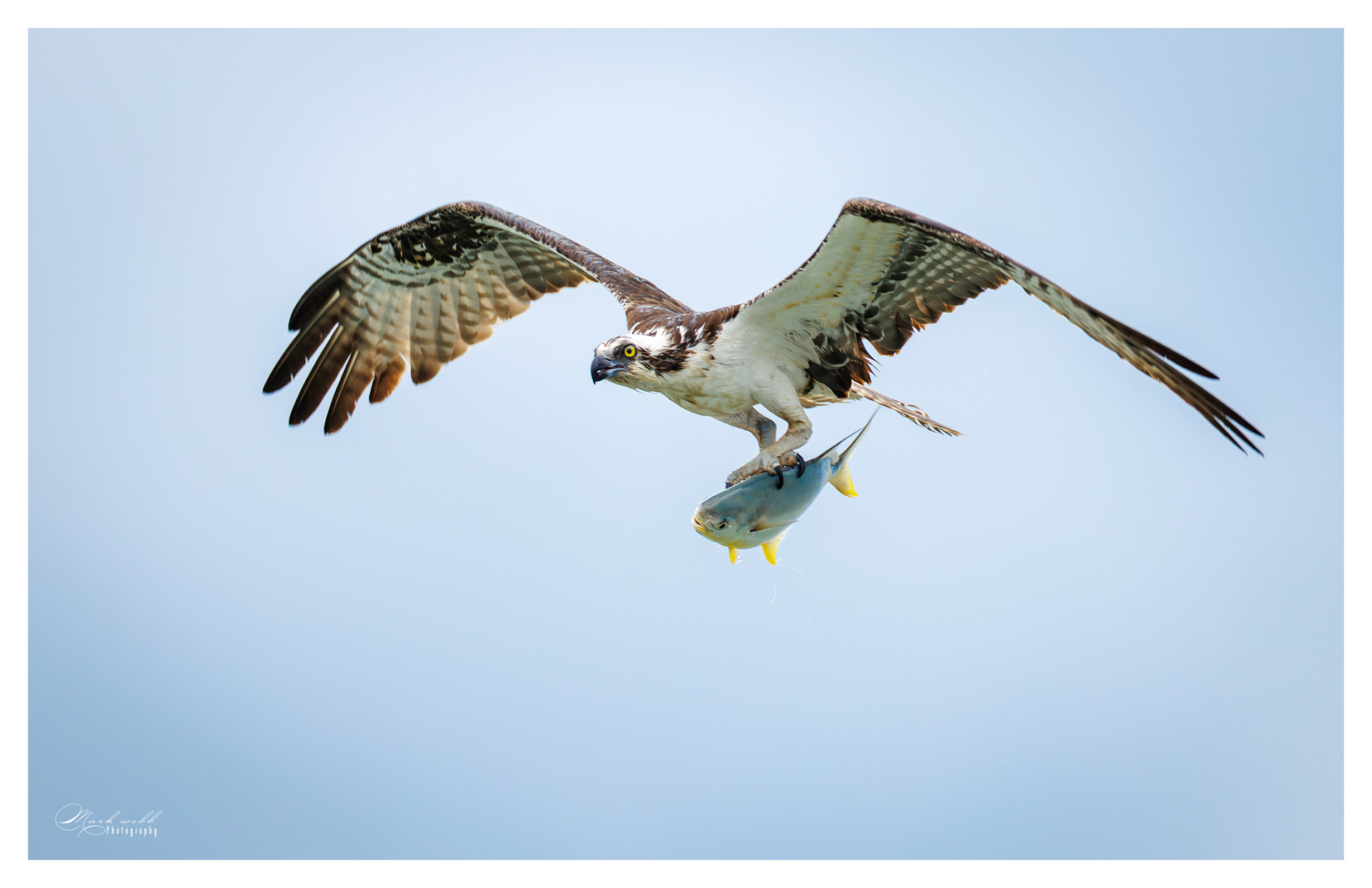 Osprey S Inlet