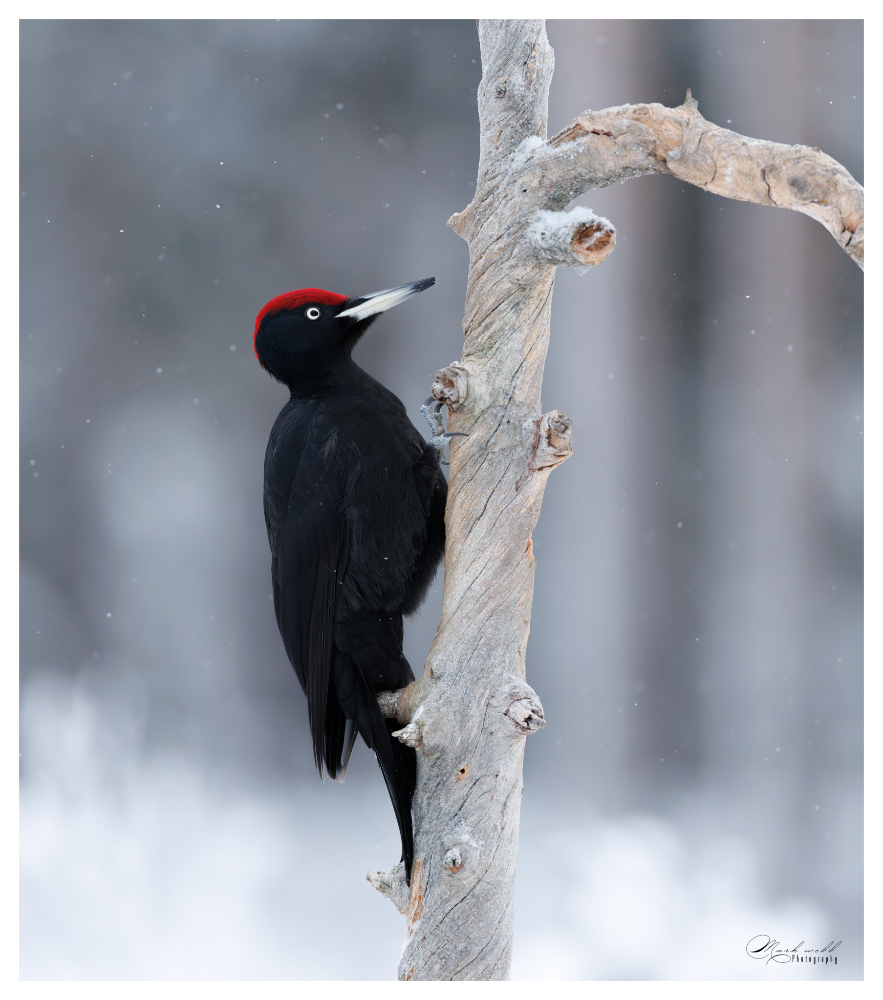 Black Woodpecker