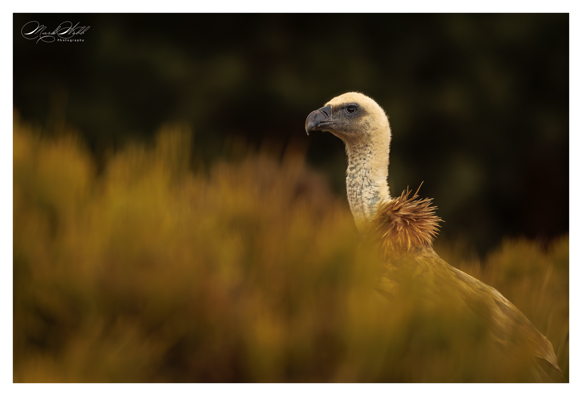 Griffon Vulture