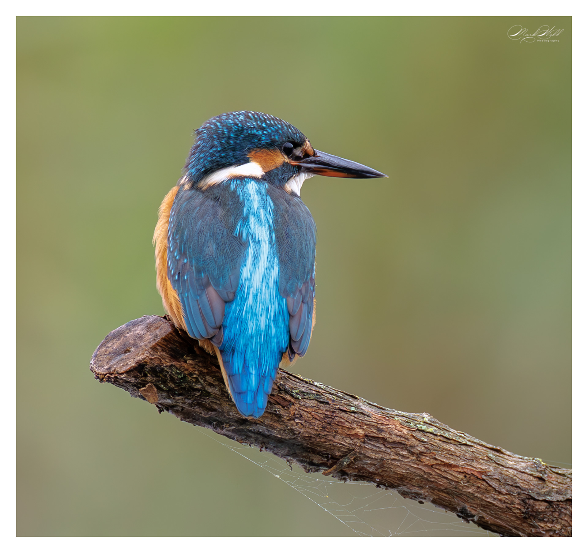 Sculthorpe July 2025