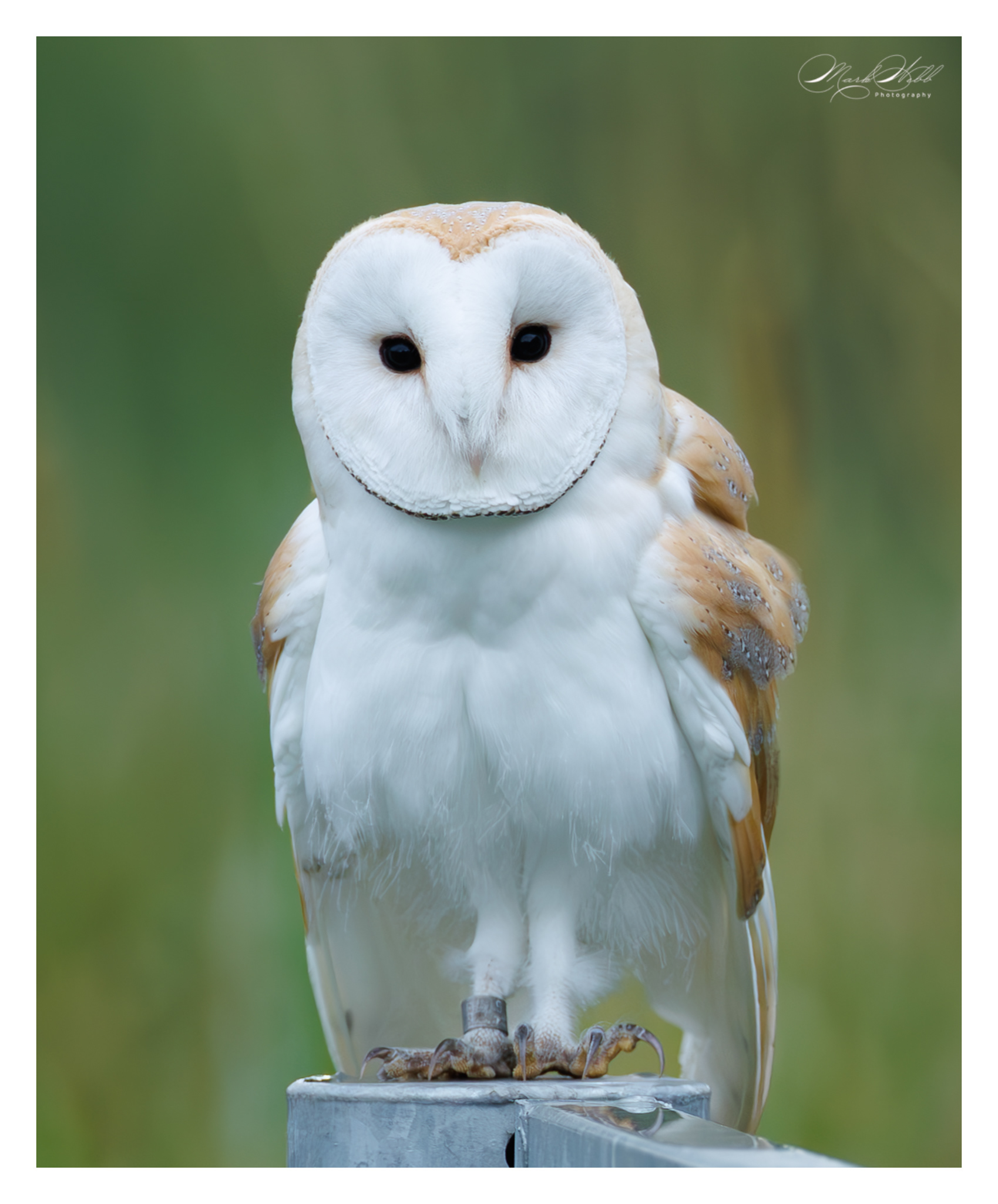 Barn Owl Sculthorpe July 2025
