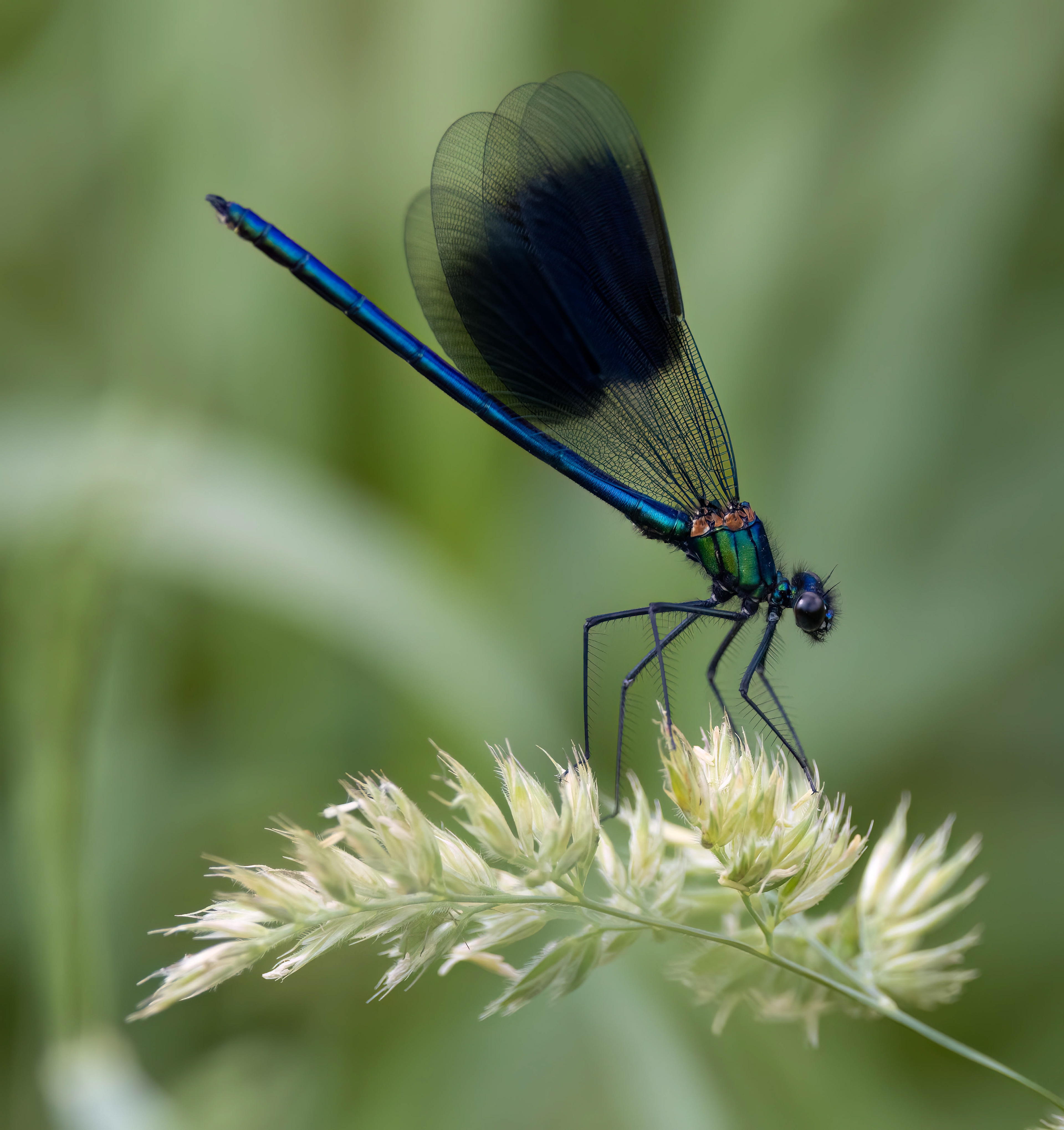 Banded Demoiselle Titchmarsh June 2023